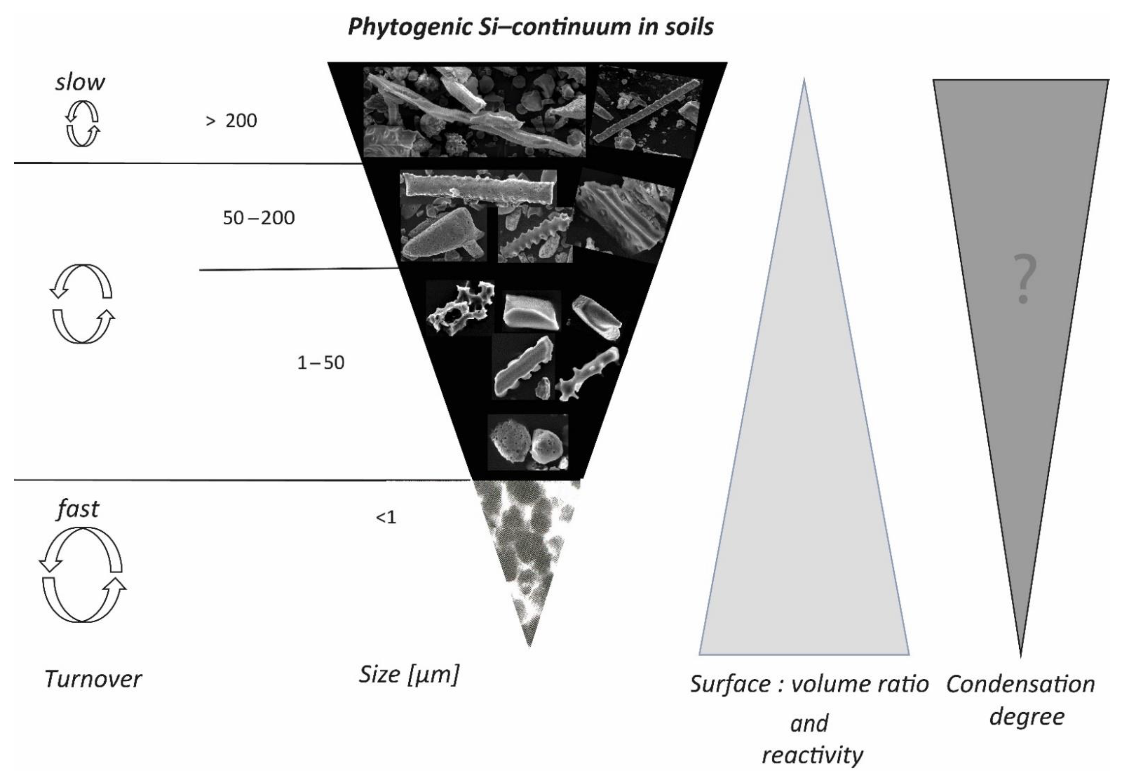 Plants 10 00295 g003 Plants 10 00295 g003