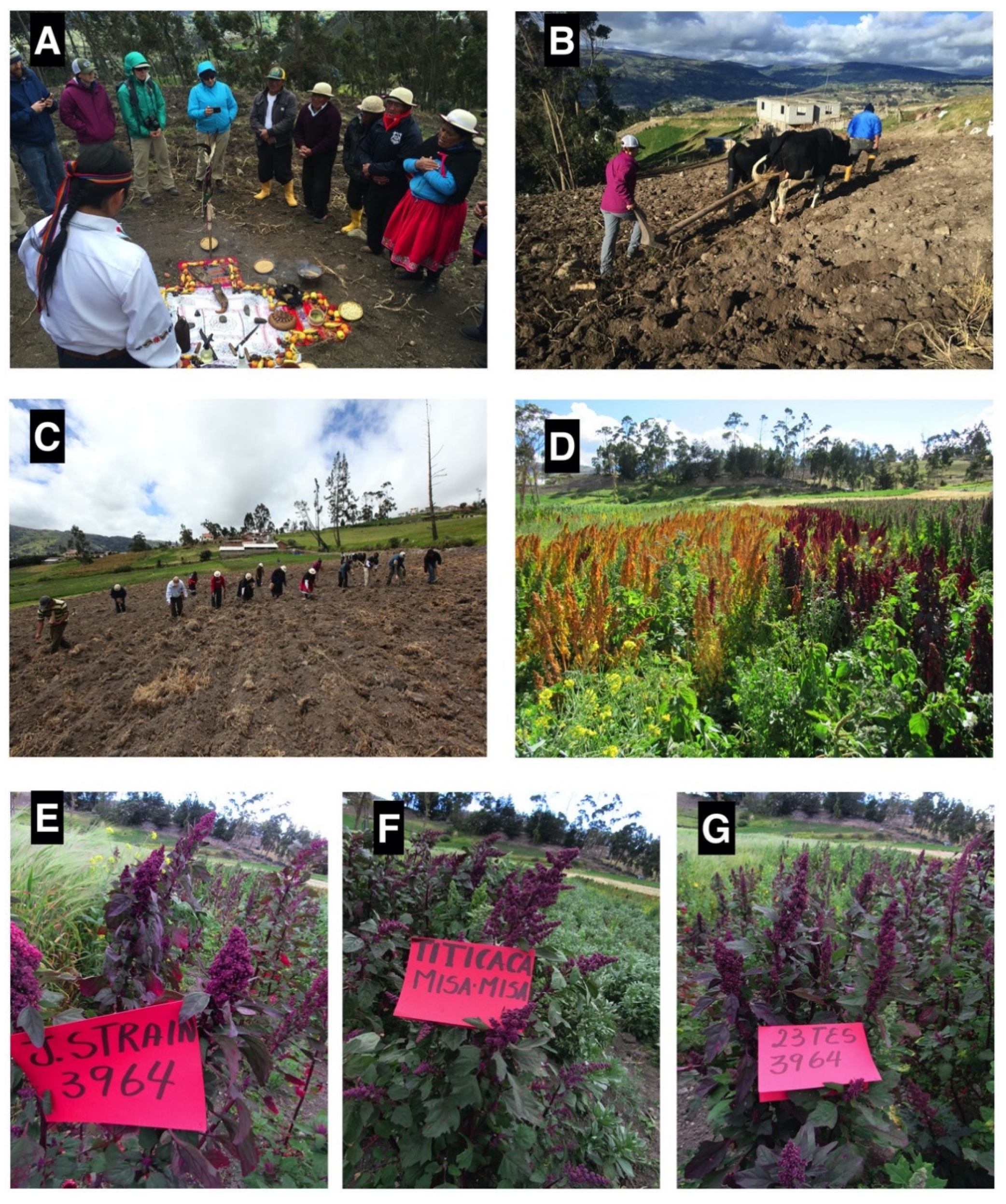 Plants 10 00298 g005