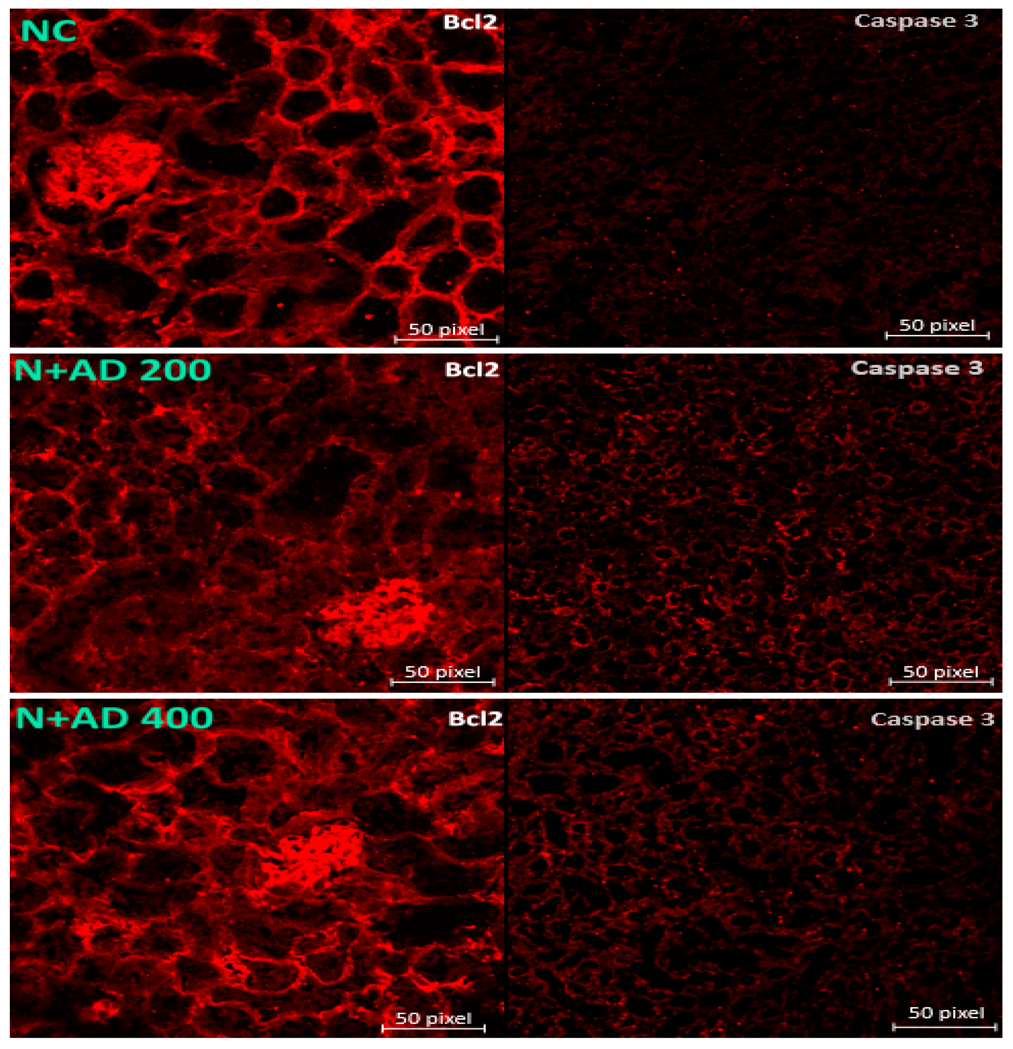 Plants 10 00300 g007a