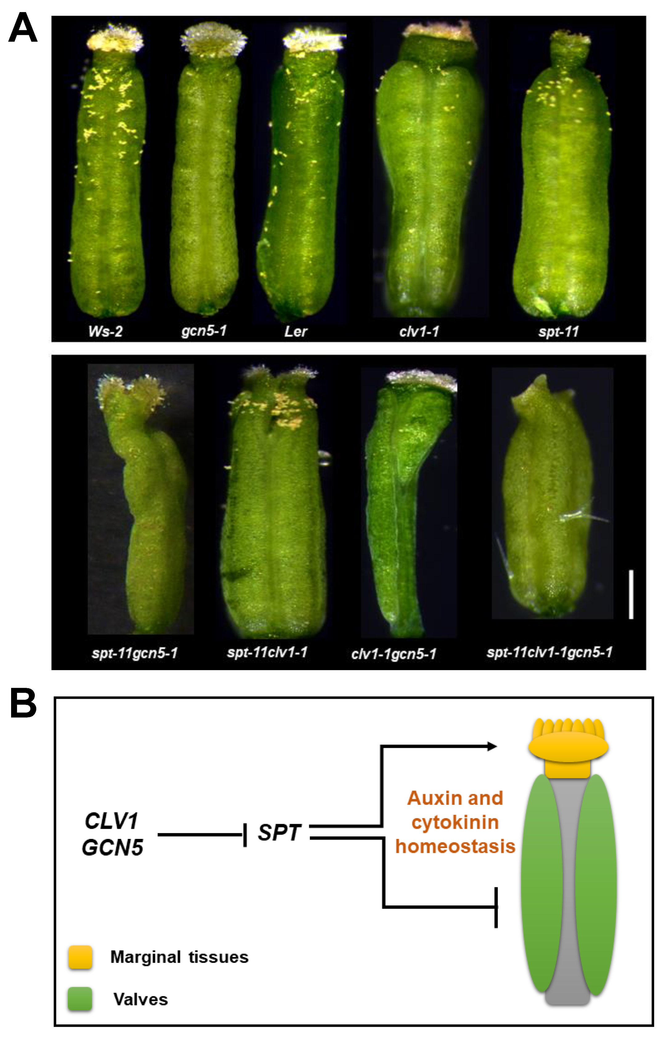 Plants 10 00308 g003