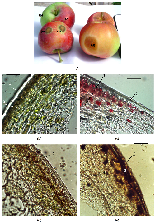 Plants 10 00310 g001
