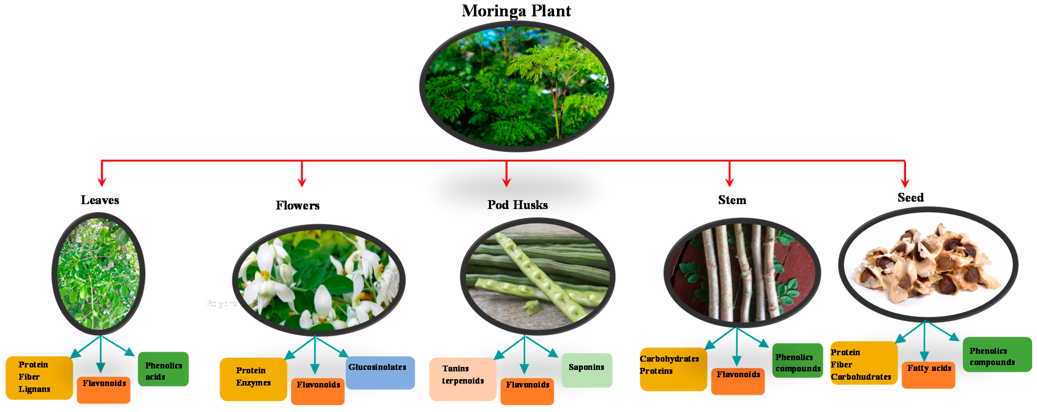 Plants 10 00318 g001