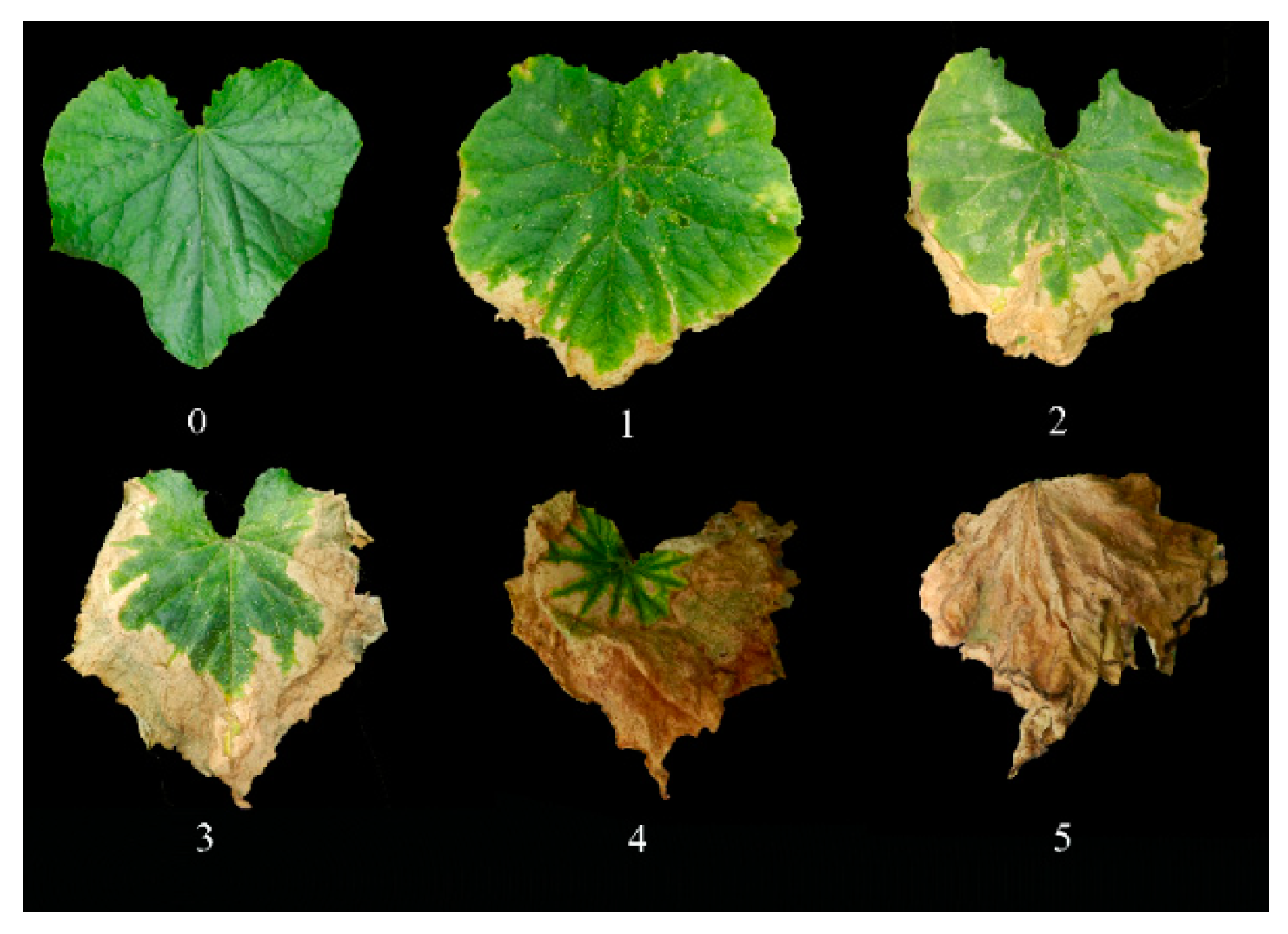 Plants 10 00324 g001 Plants 10 00324 g001