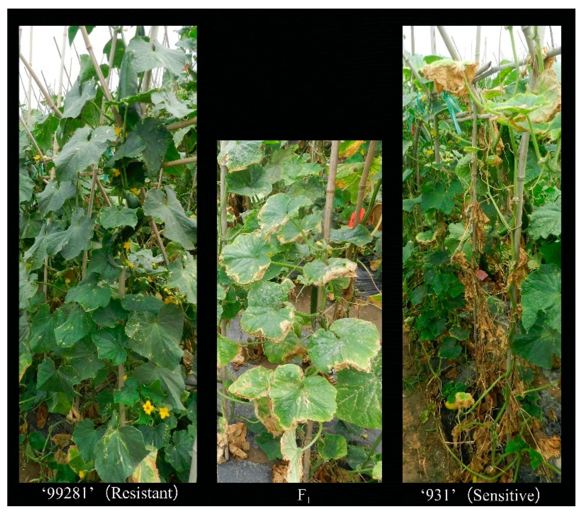 Plants 10 00324 g002 Plants 10 00324 g002