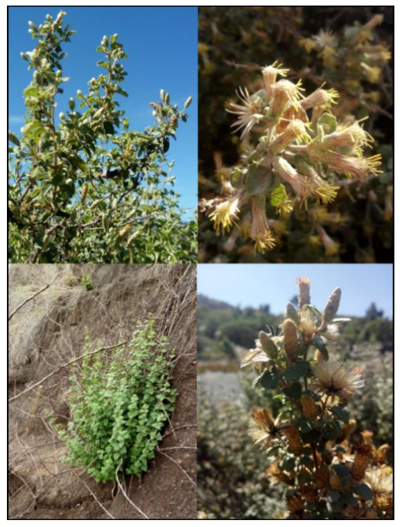 Plants 10 00325 g001