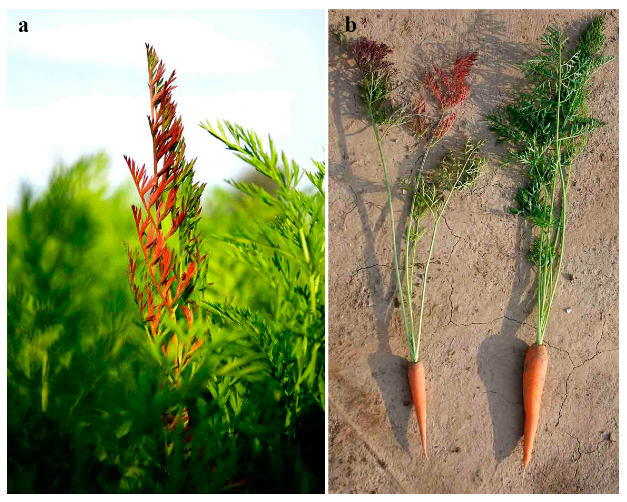 Plants 10 00337 g001