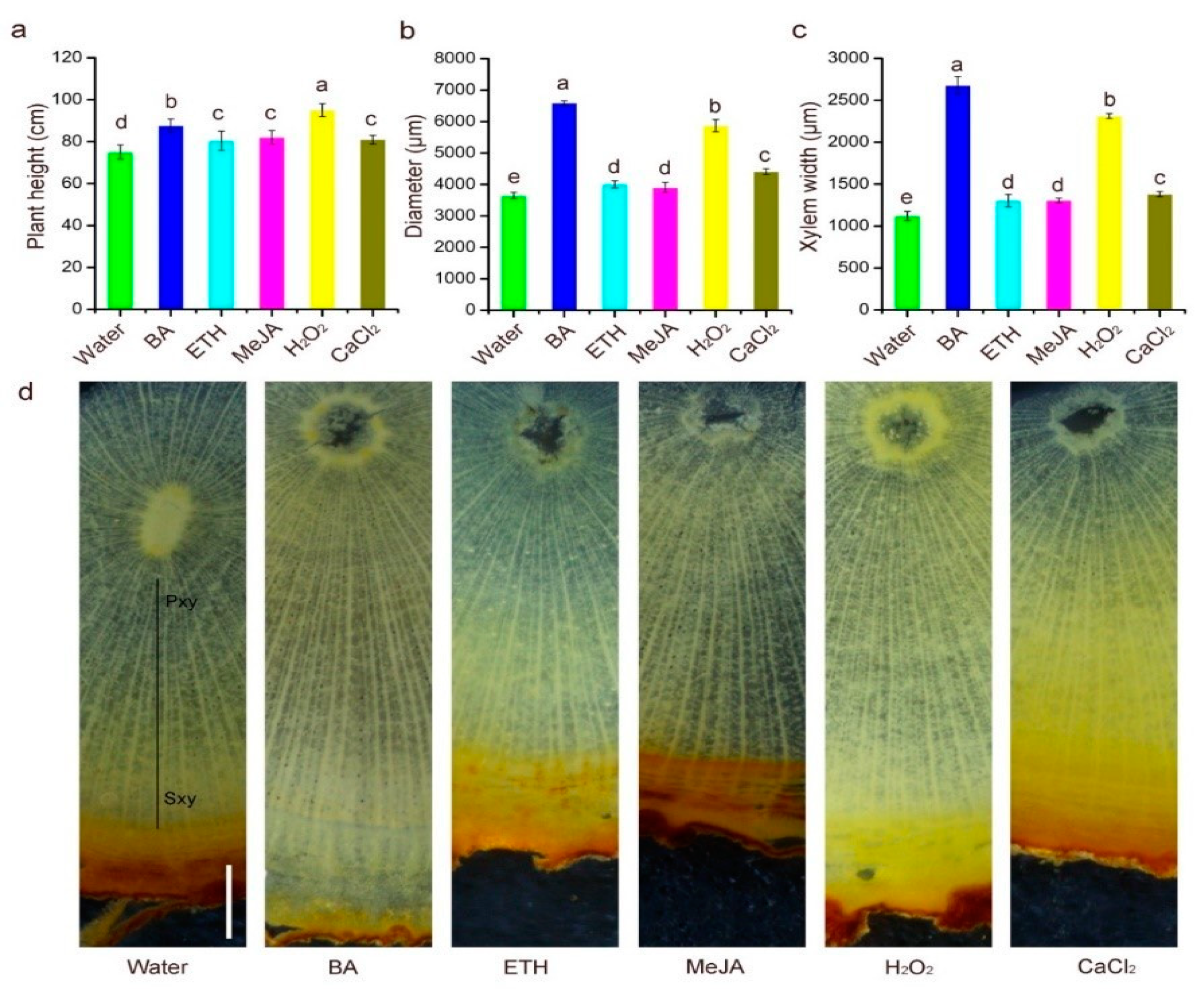 Plants 10 00339 g001