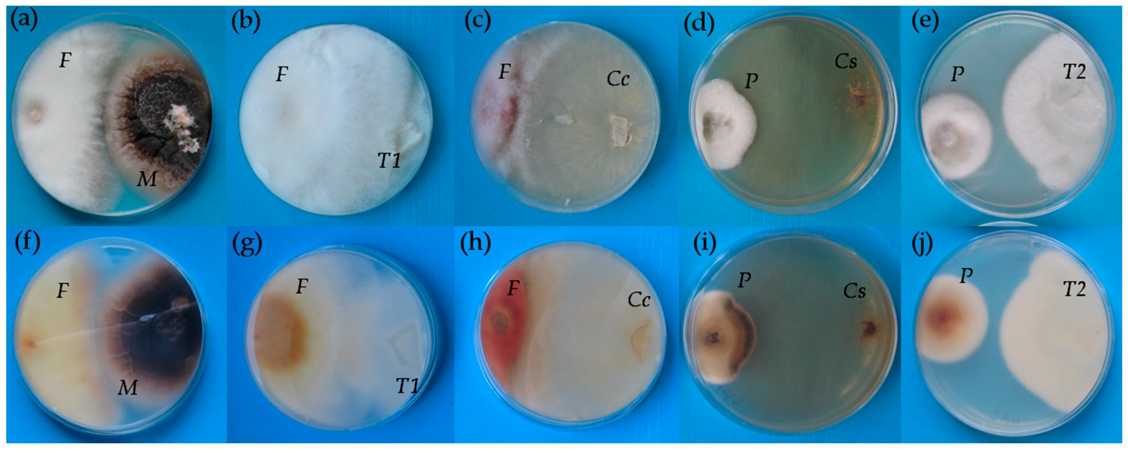 Plants 10 00349 g001