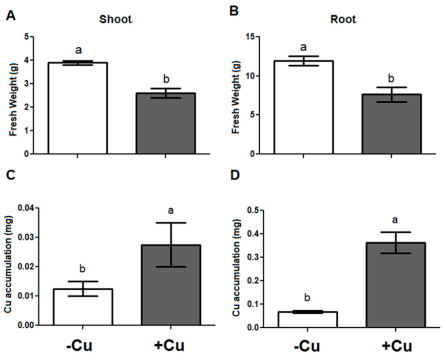 Plants 10 00357 g001