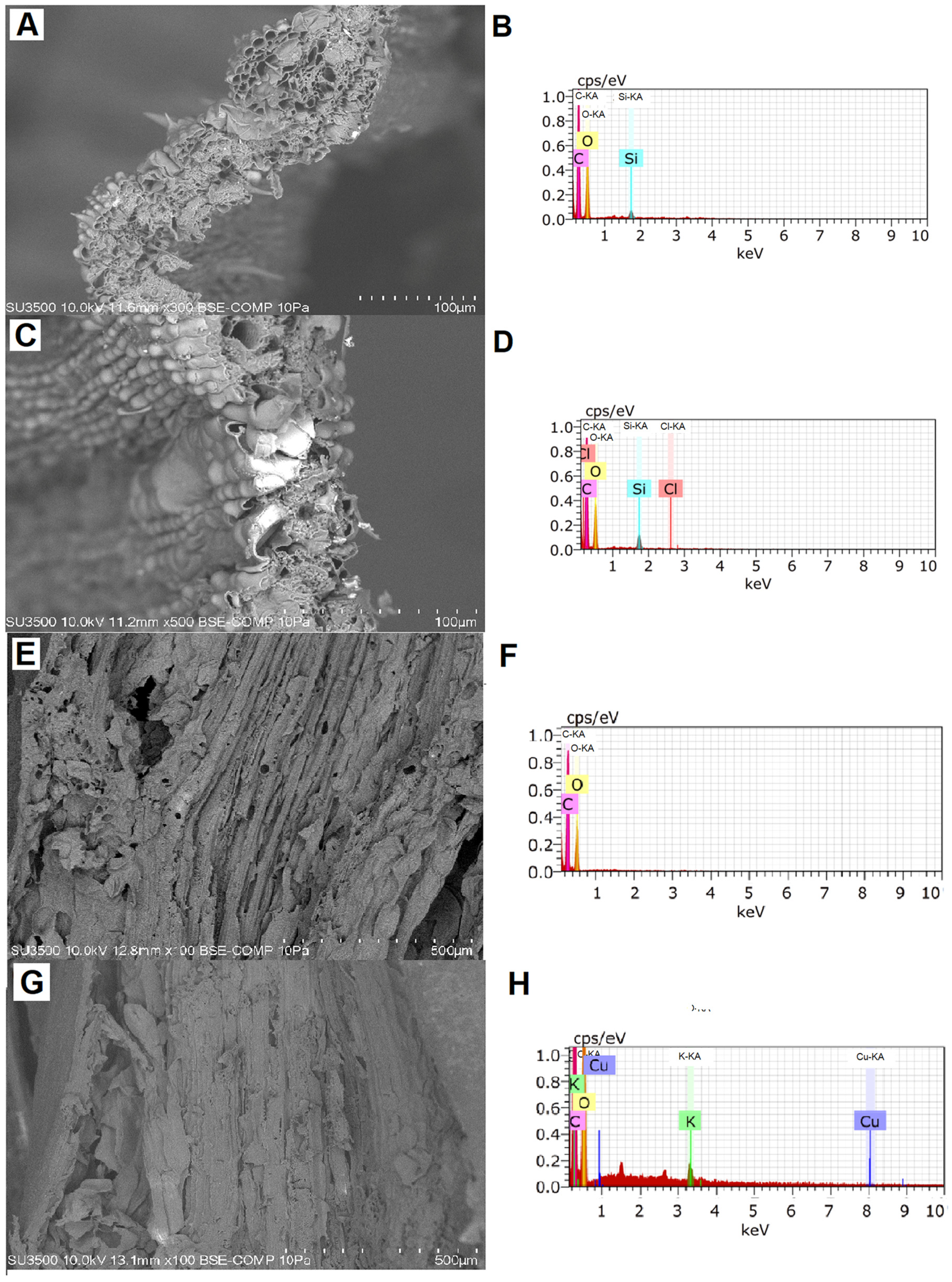 Plants 10 00357 g002