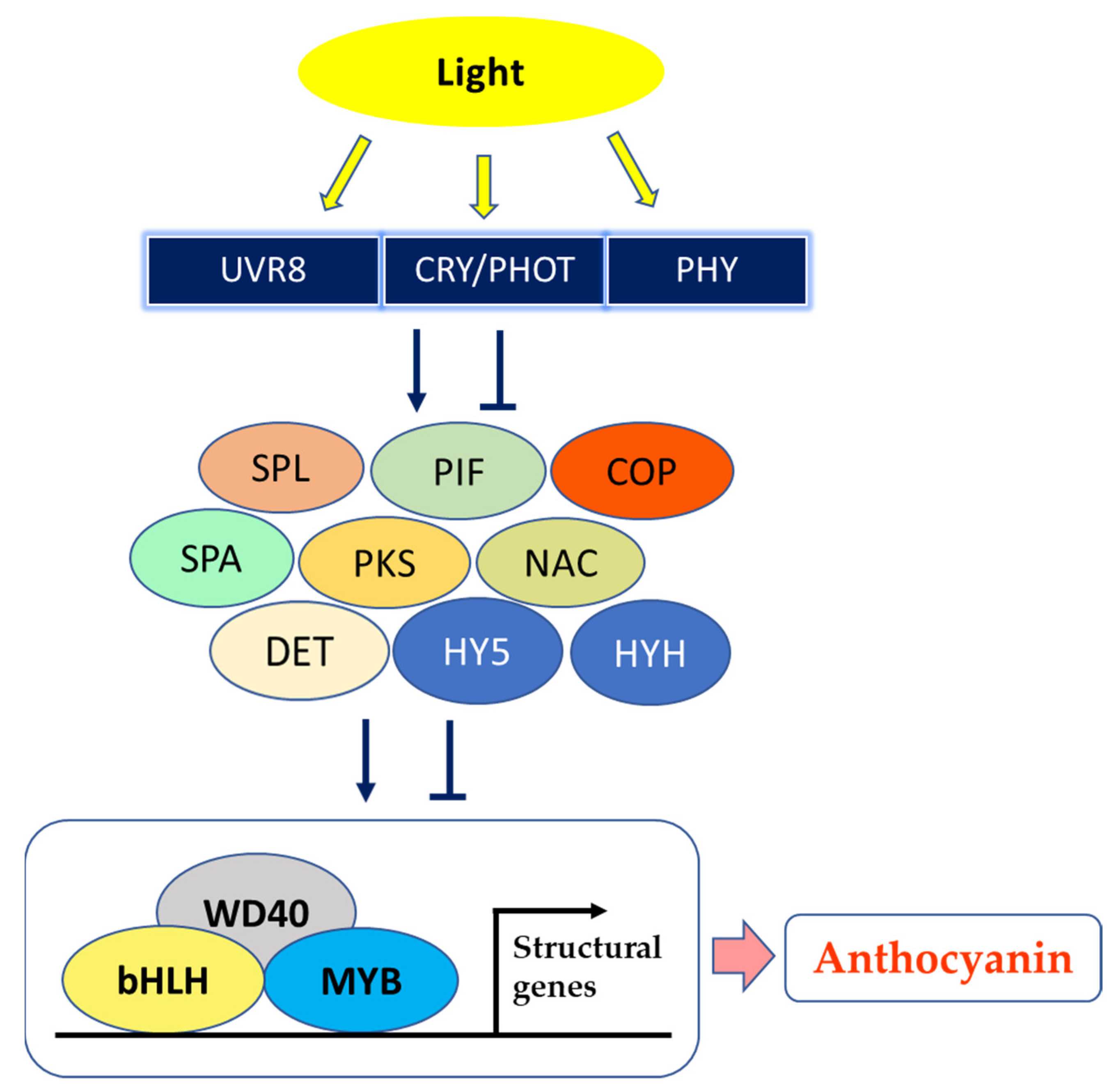 Plants 10 00358 g002