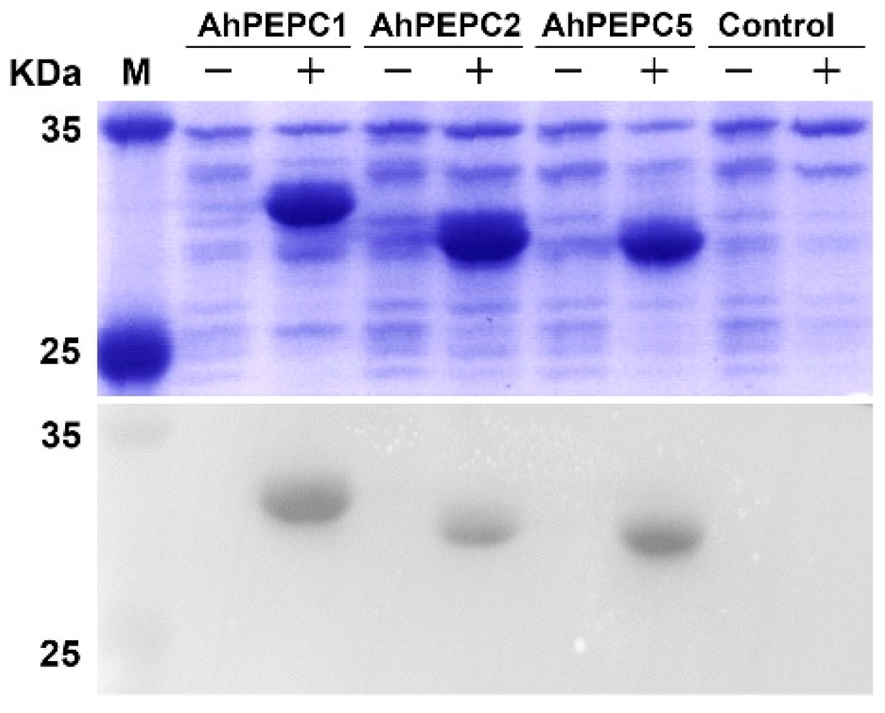 Plants 10 00365 g005