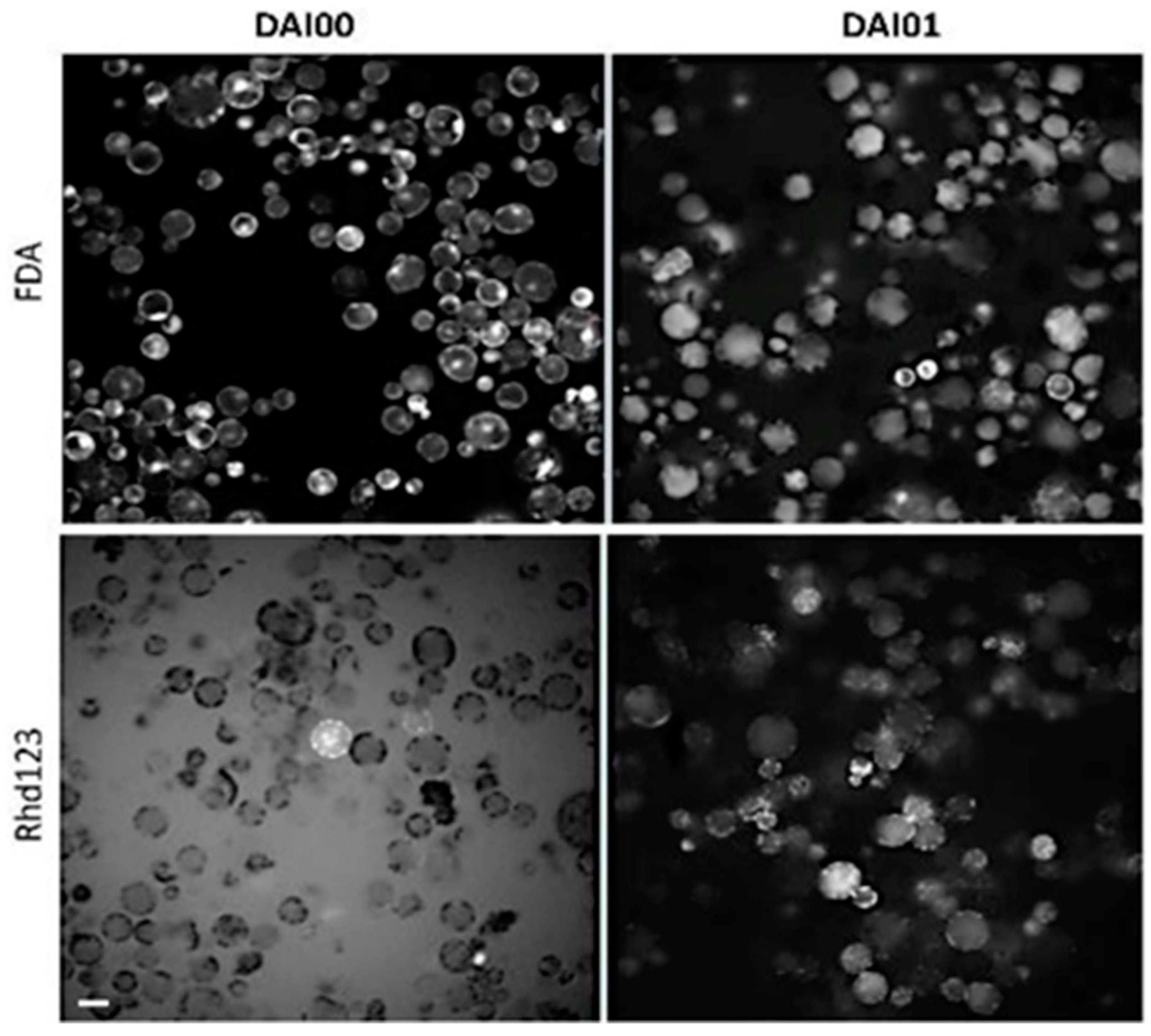 Plants 10 00375 g001