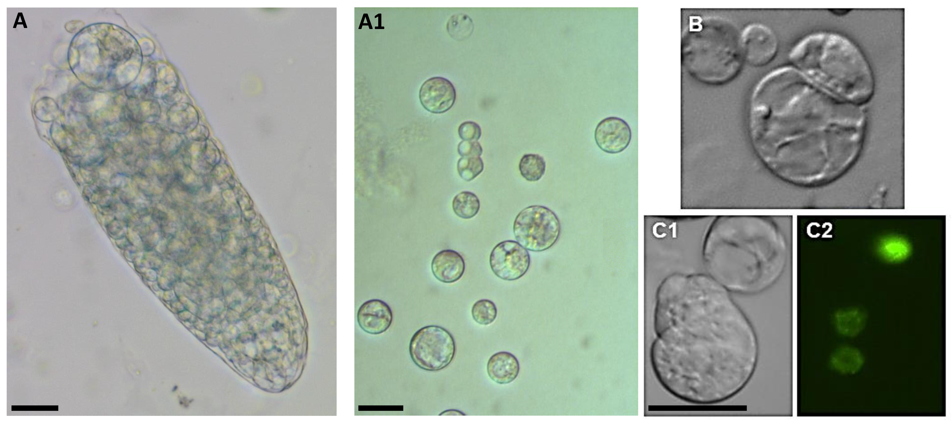 Plants 10 00375 g006
