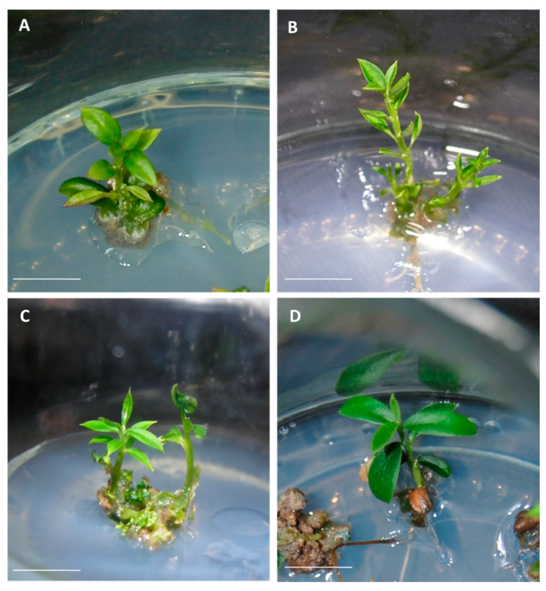 Plants 10 00396 g001