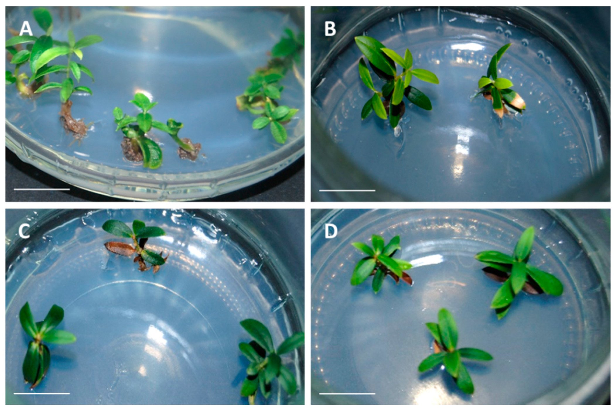 Plants 10 00396 g003