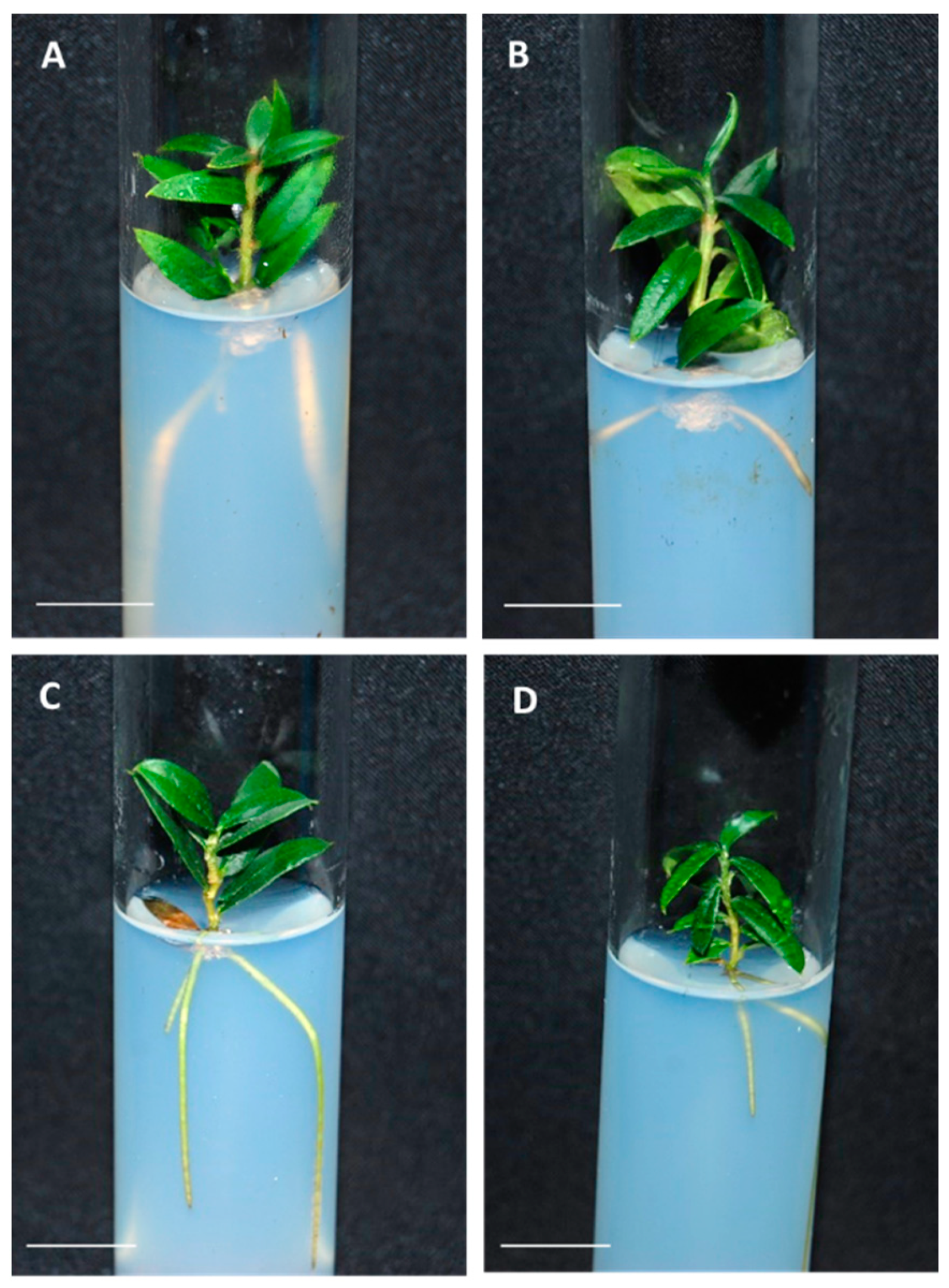 Plants 10 00396 g005