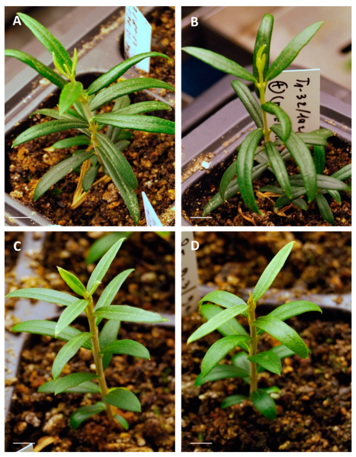 Plants 10 00396 g006