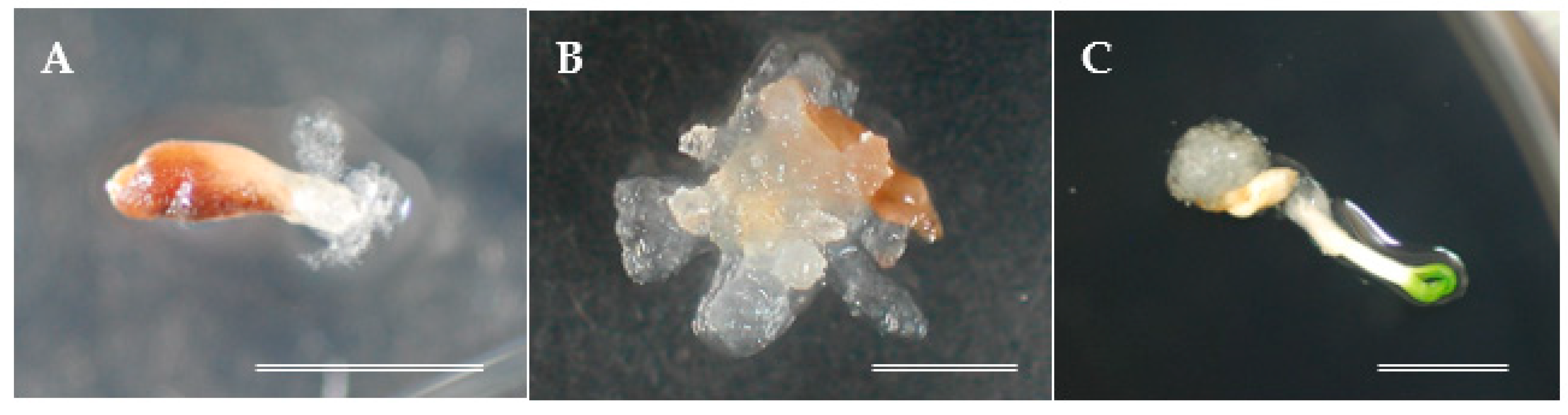 Plants 10 00398 g001