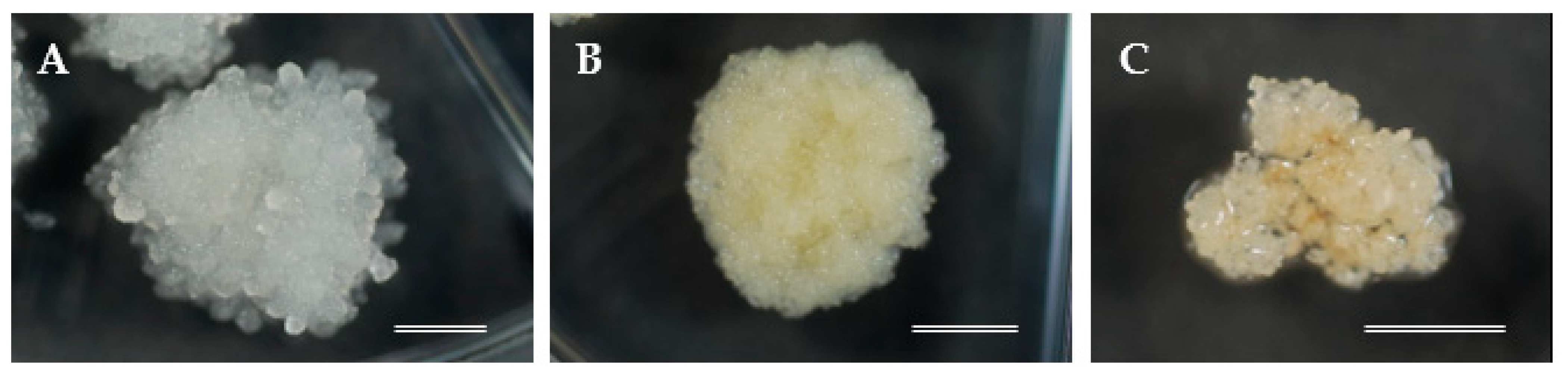 Plants 10 00398 g003