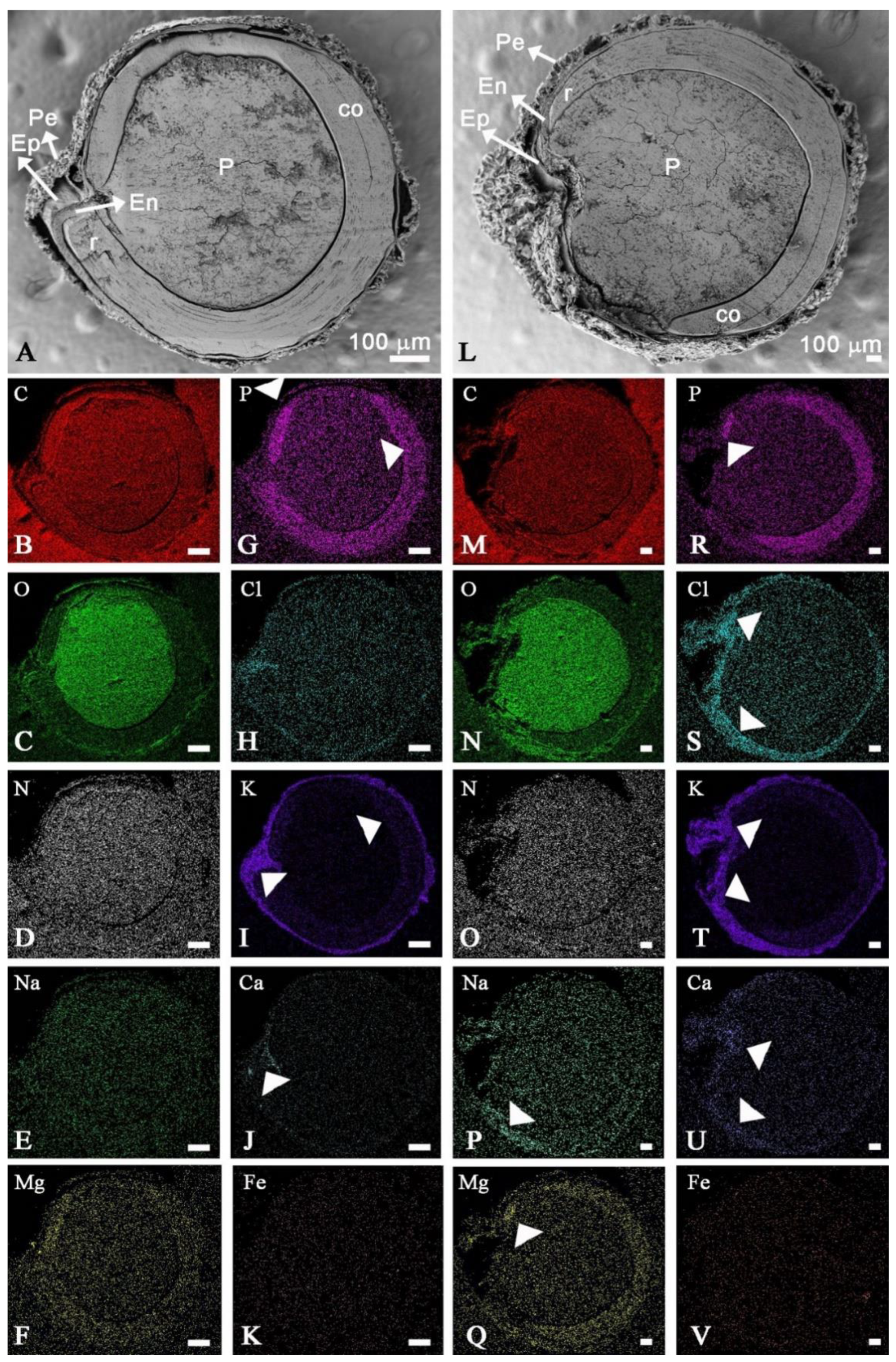 Plants 10 00407 g005