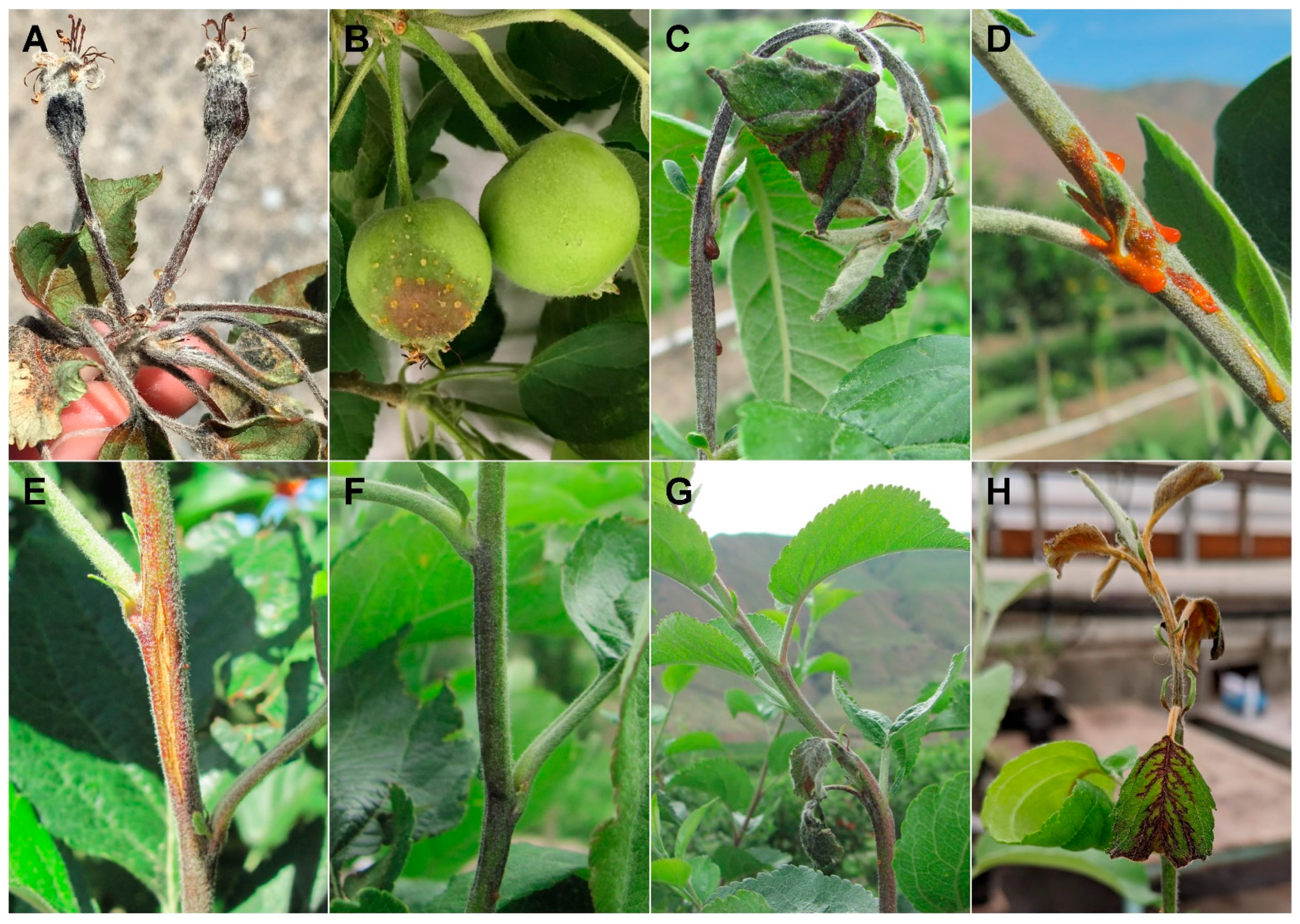 Plants 10 00409 g001 Plants 10 00409 g001