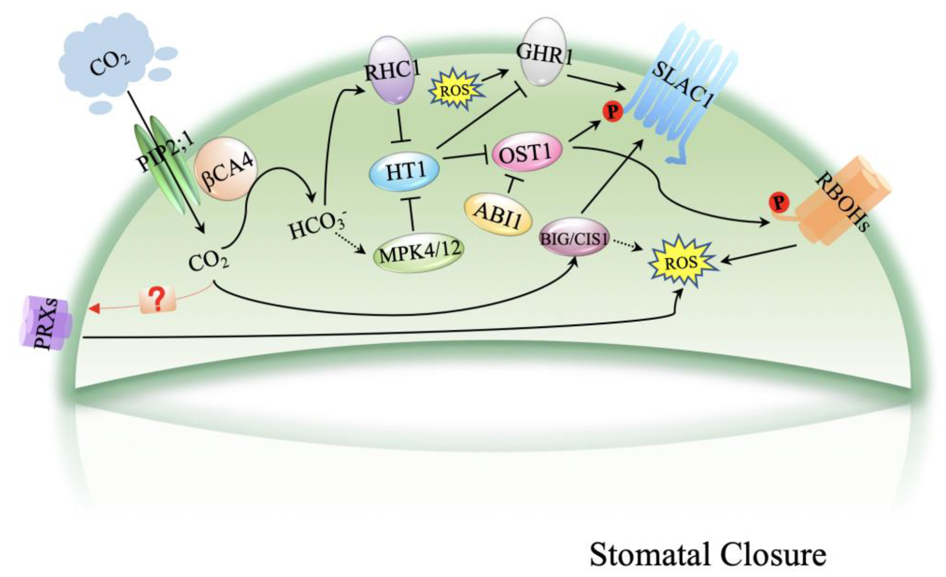Plants 10 00410 g001