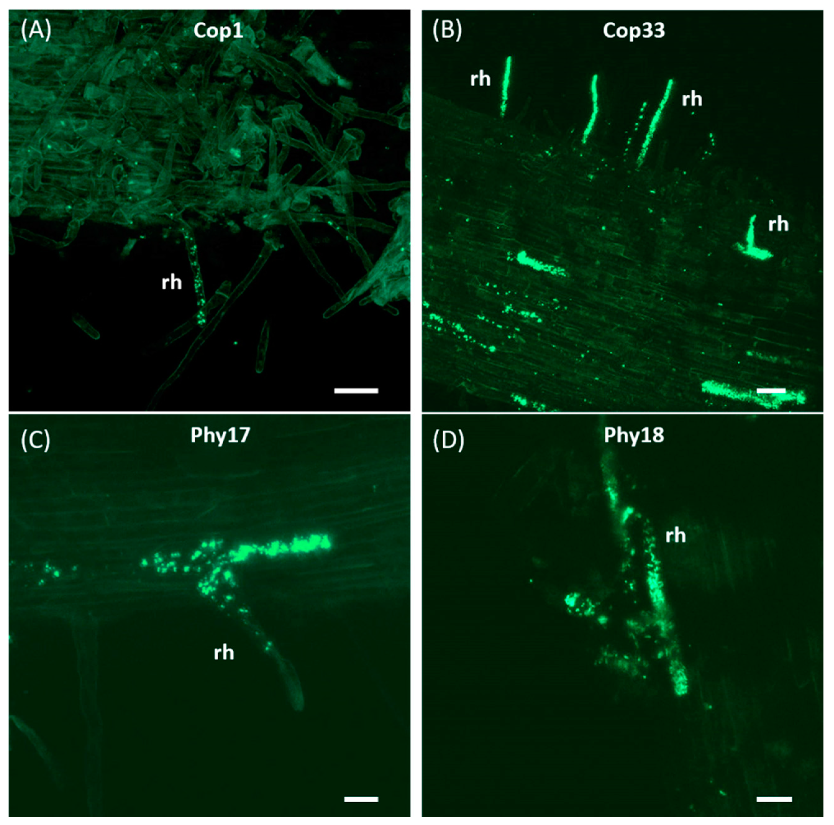 Plants 10 00412 g004