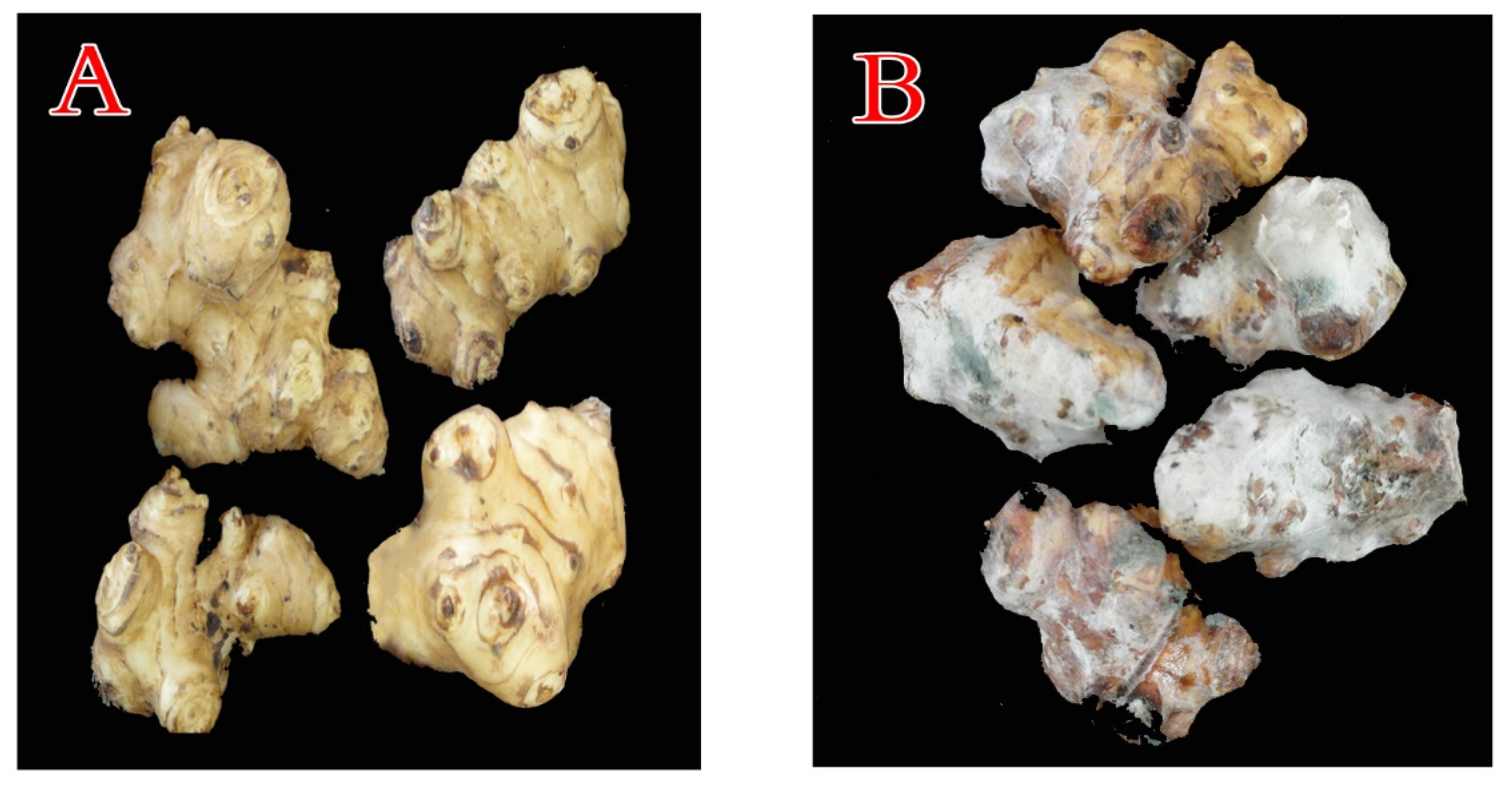 Plants 10 00413 g001