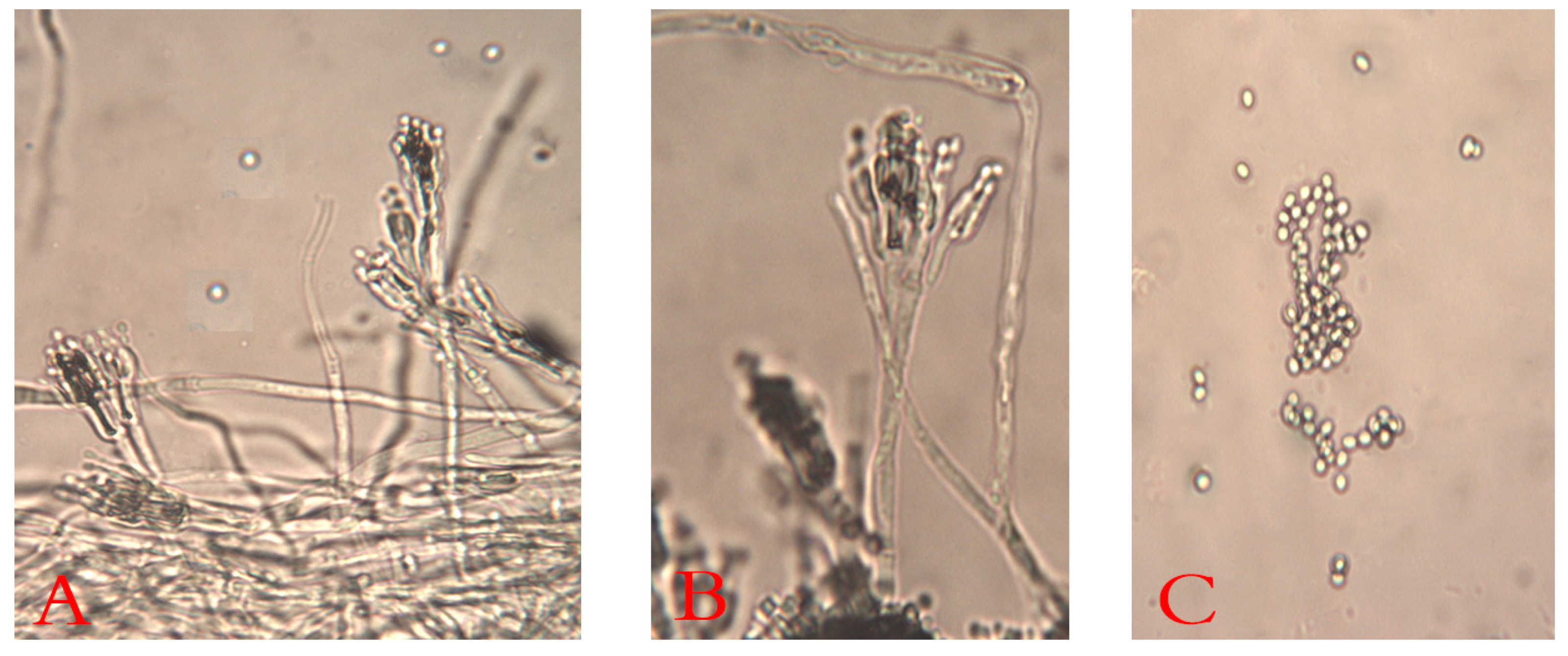 Plants 10 00413 g003