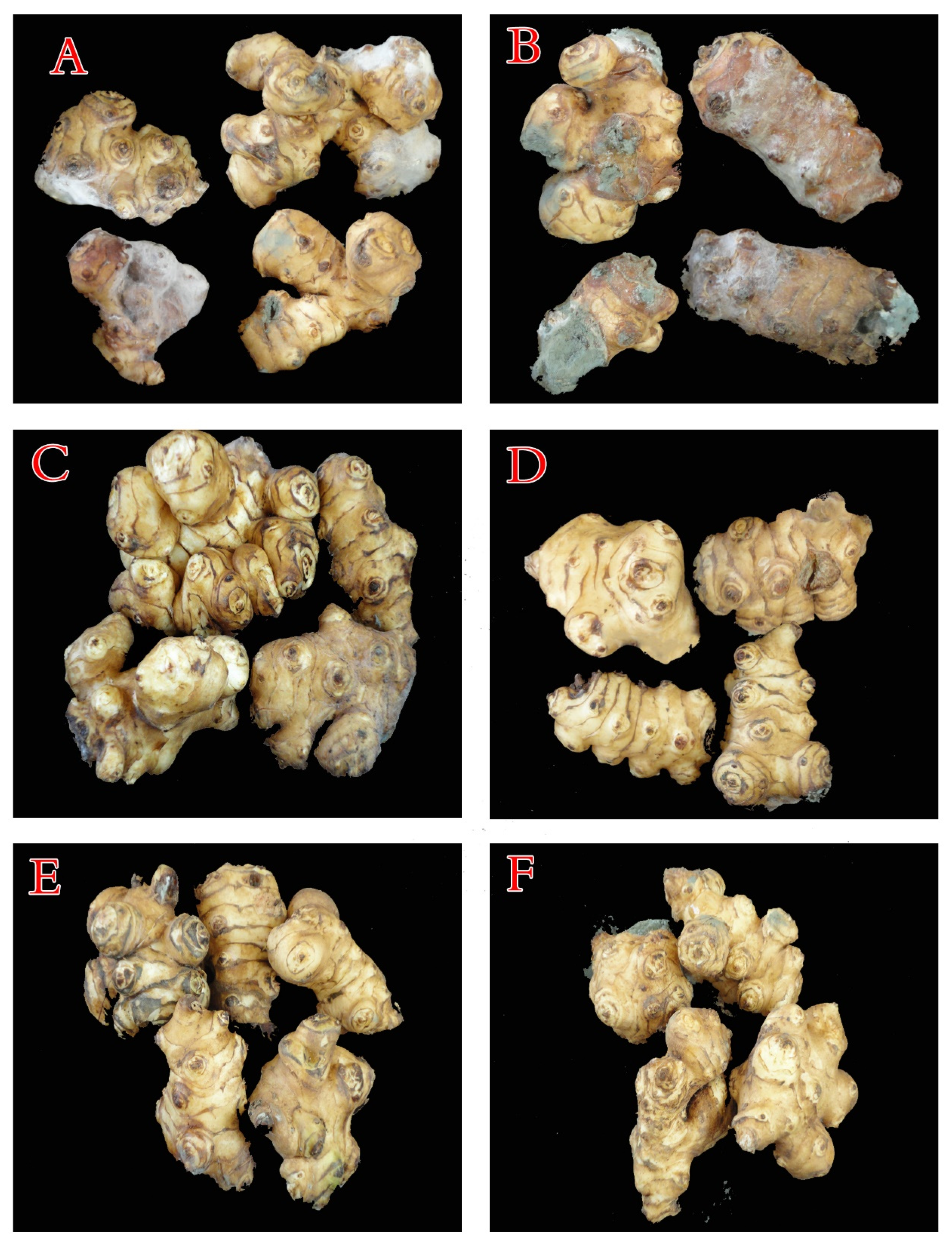 Plants 10 00413 g009