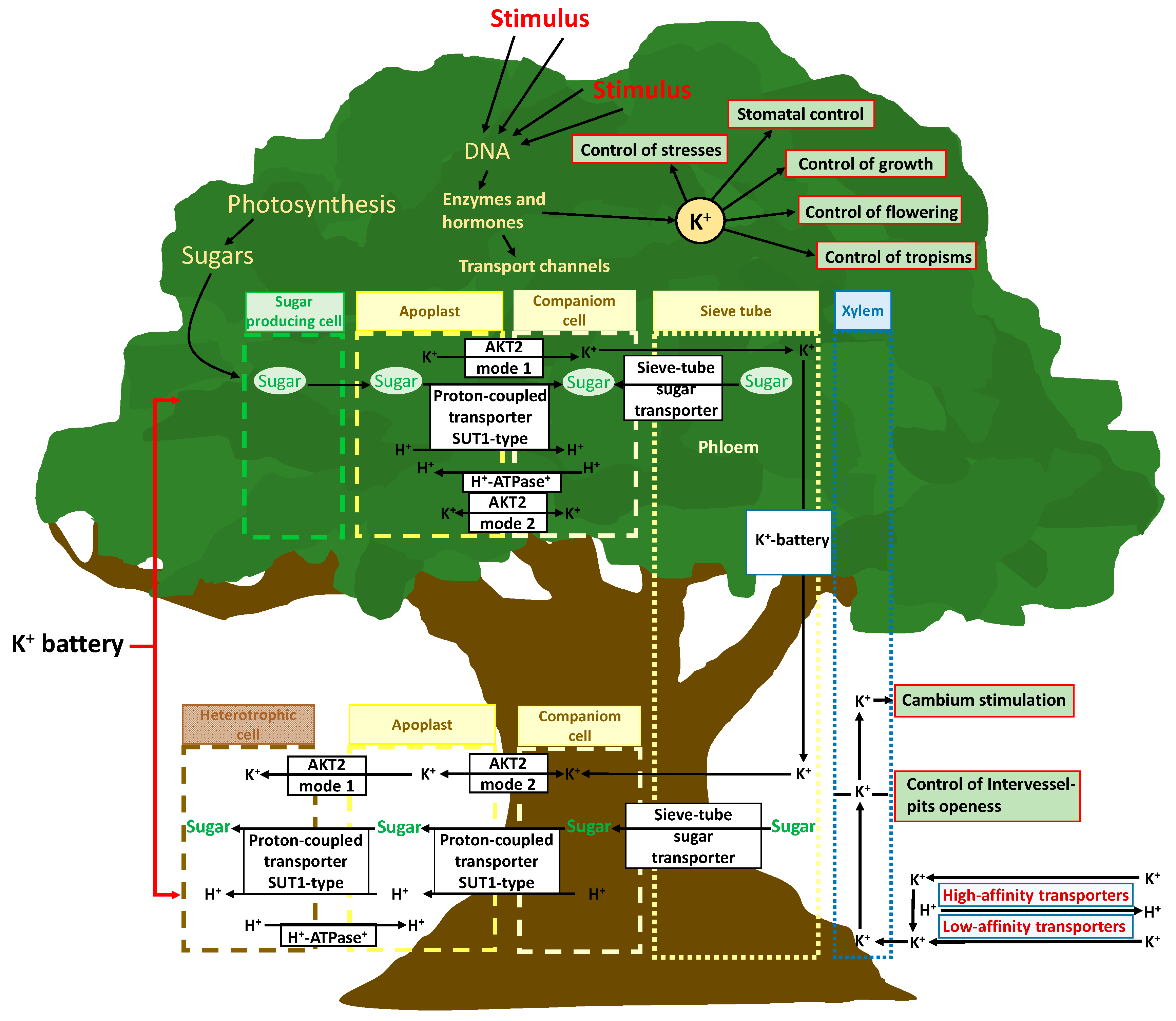 Plants 10 00419 g001