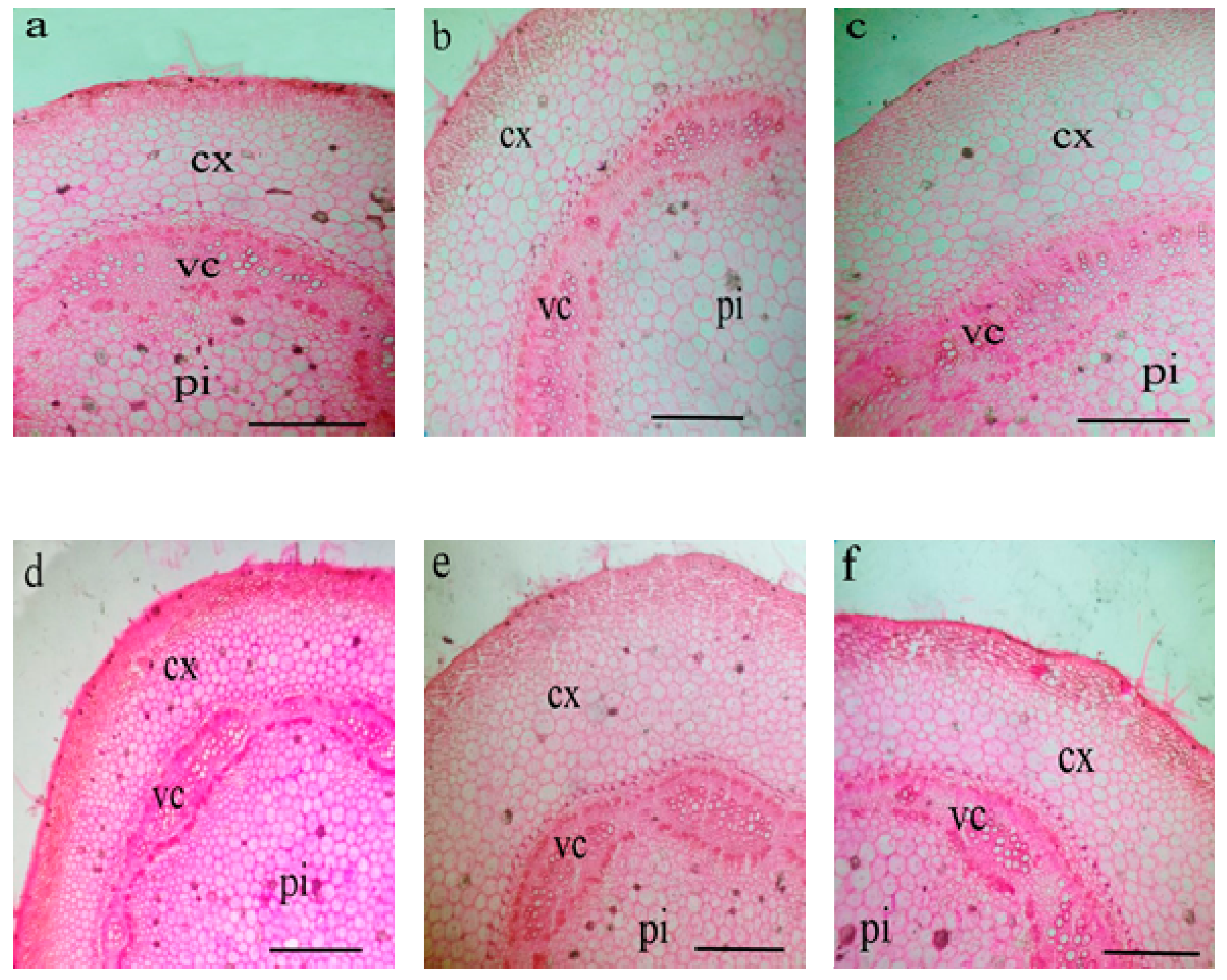 Plants 10 00421 g003