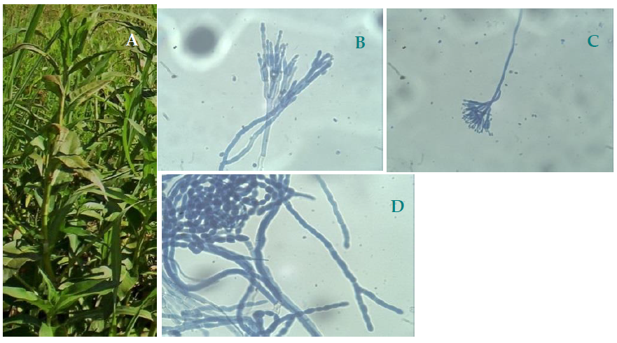 Plants 10 00425 g001