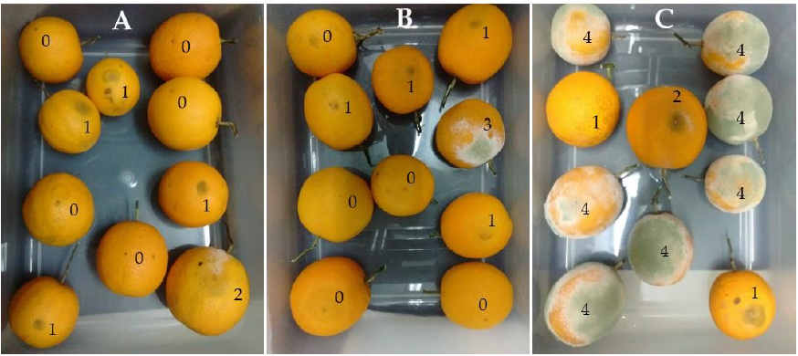 Plants 10 00425 g004
