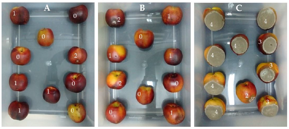 Plants 10 00425 g005