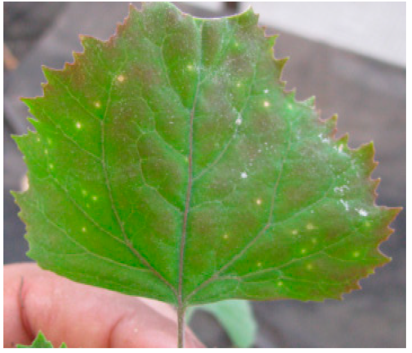 Plants 10 00459 g002