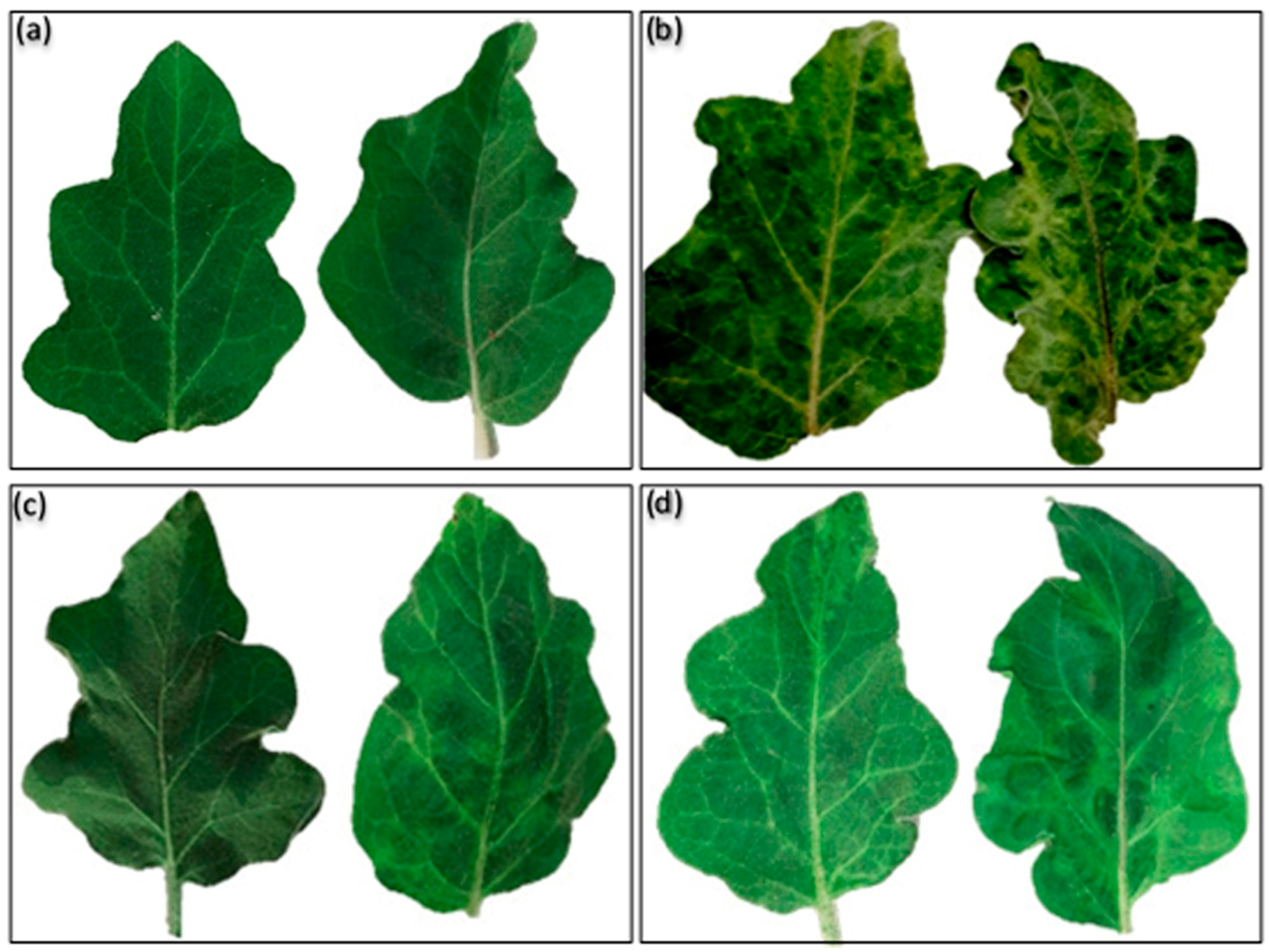 Plants 10 00459 g006