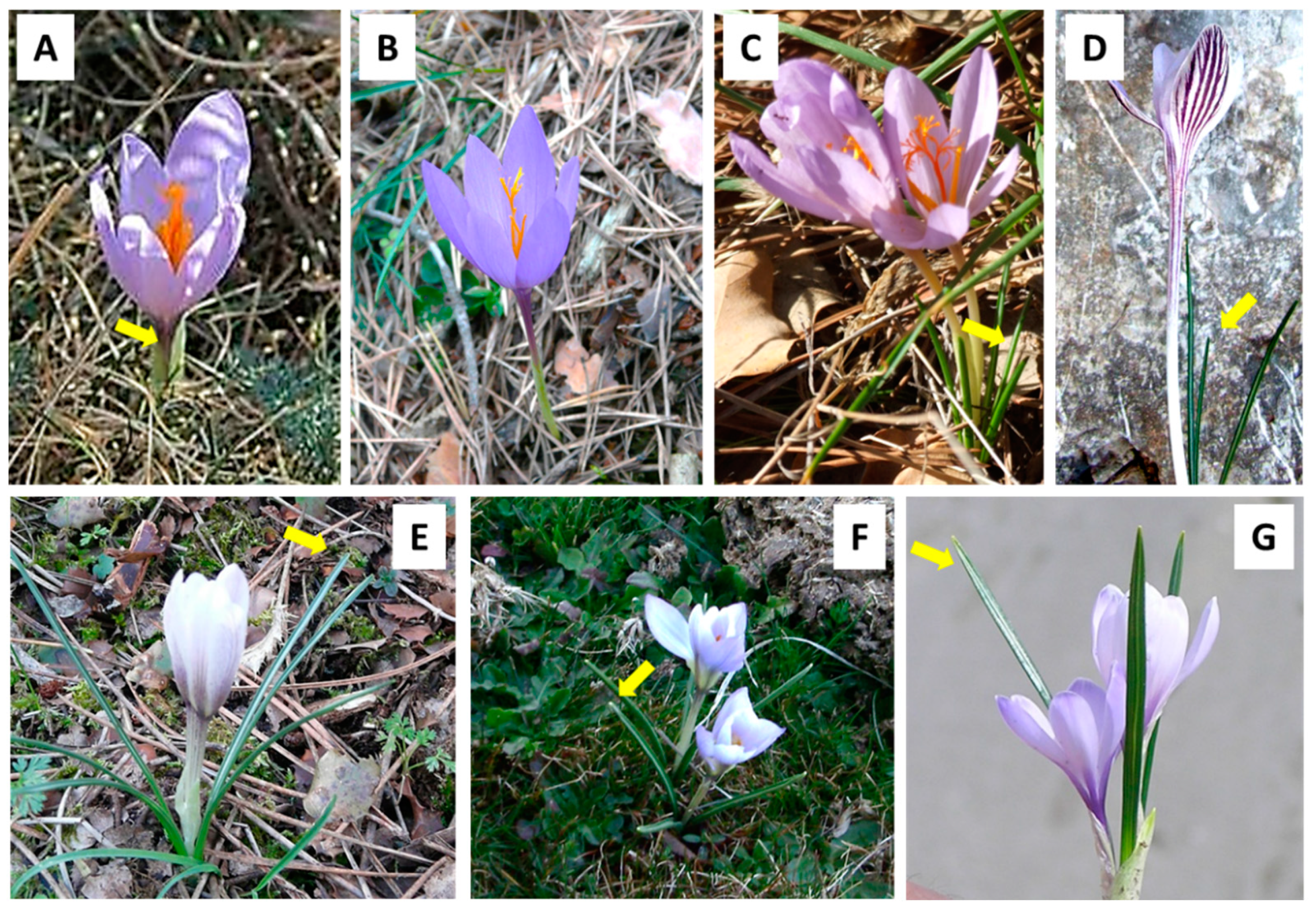 Plants 10 00477 g002