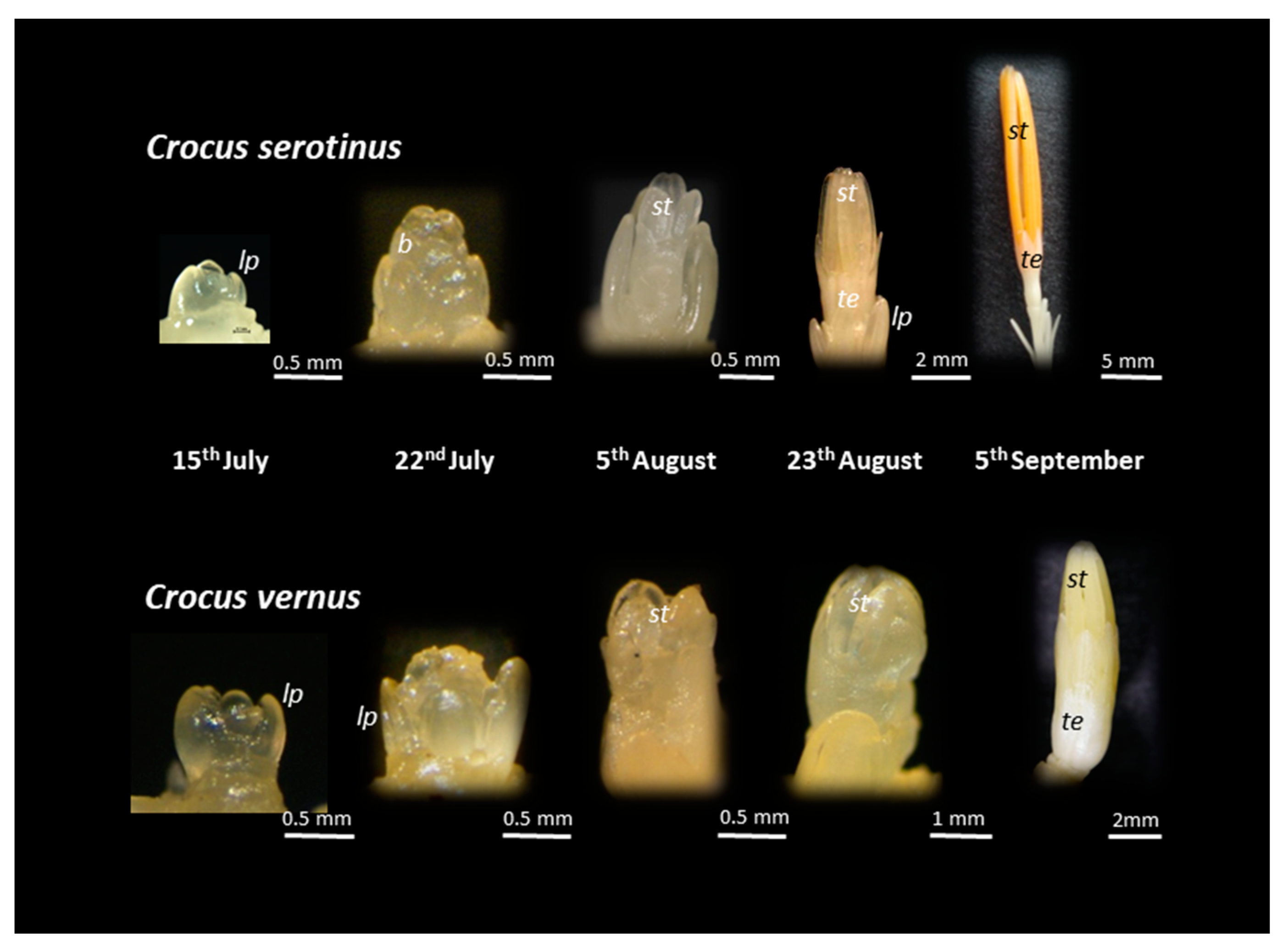 Plants 10 00477 g005