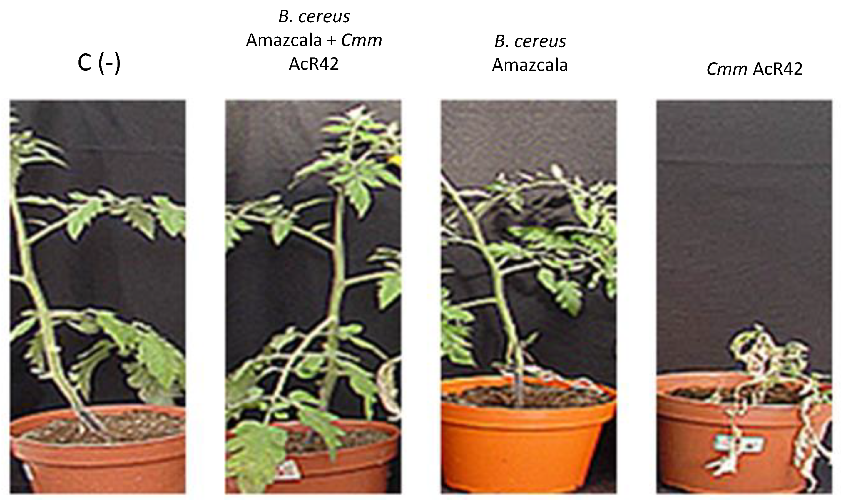 Plants 10 00506 g007