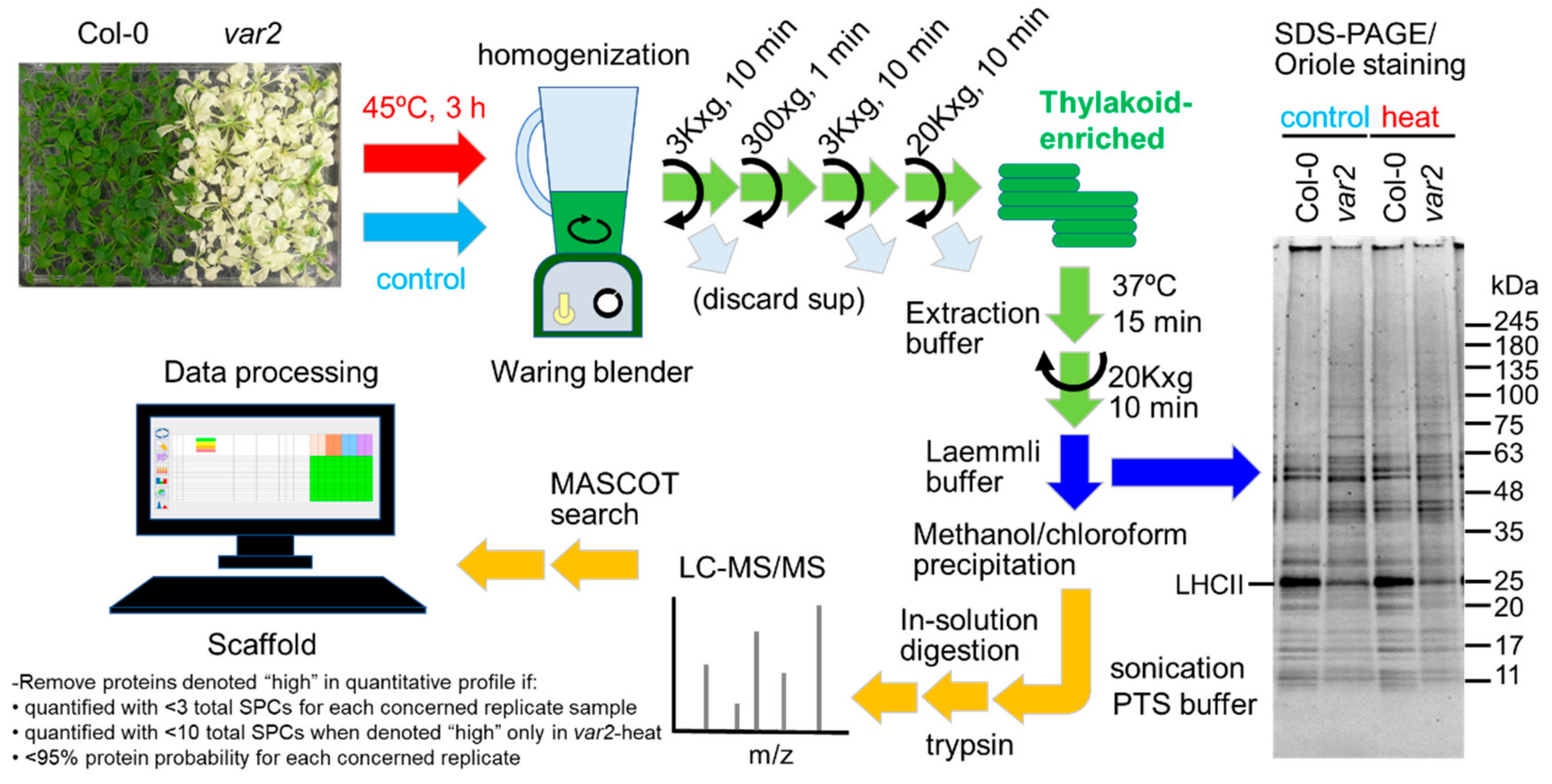 Plants 10 00519 g001