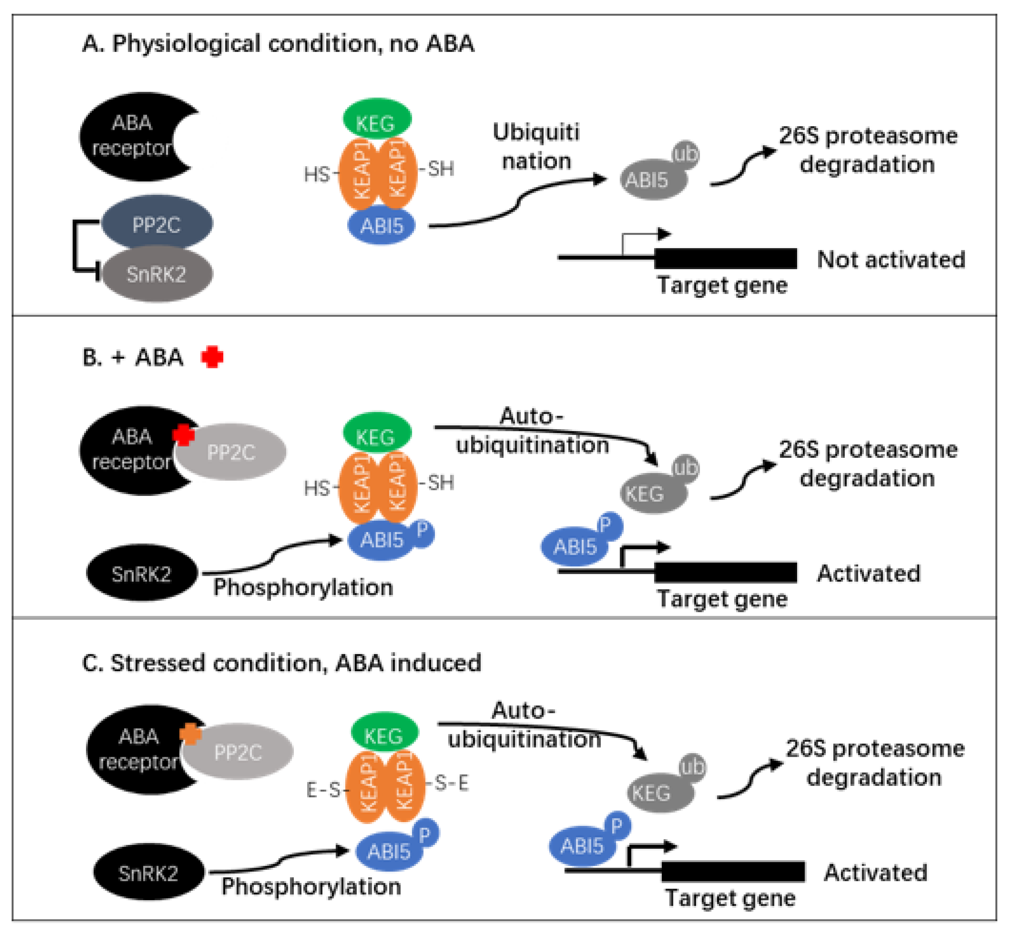 Plants 10 00527 g006 Plants 10 00527 g006