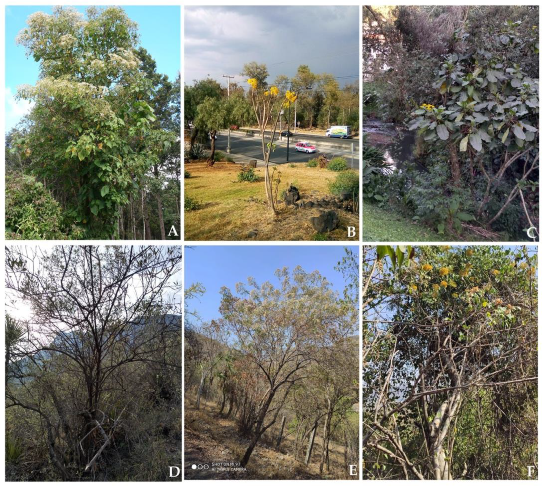 Plants 10 00534 g001 Plants 10 00534 g001