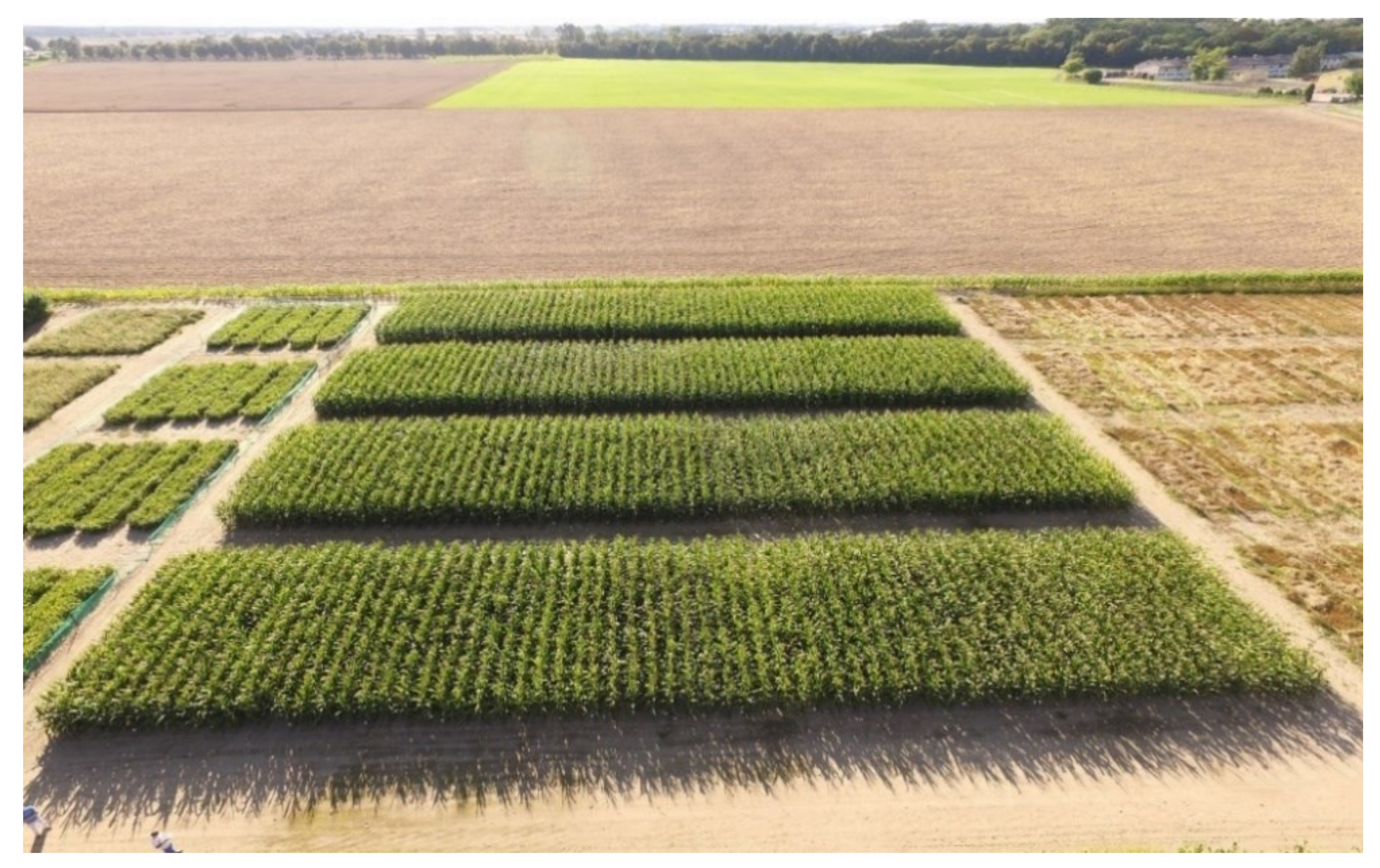 Plants 10 00535 g001