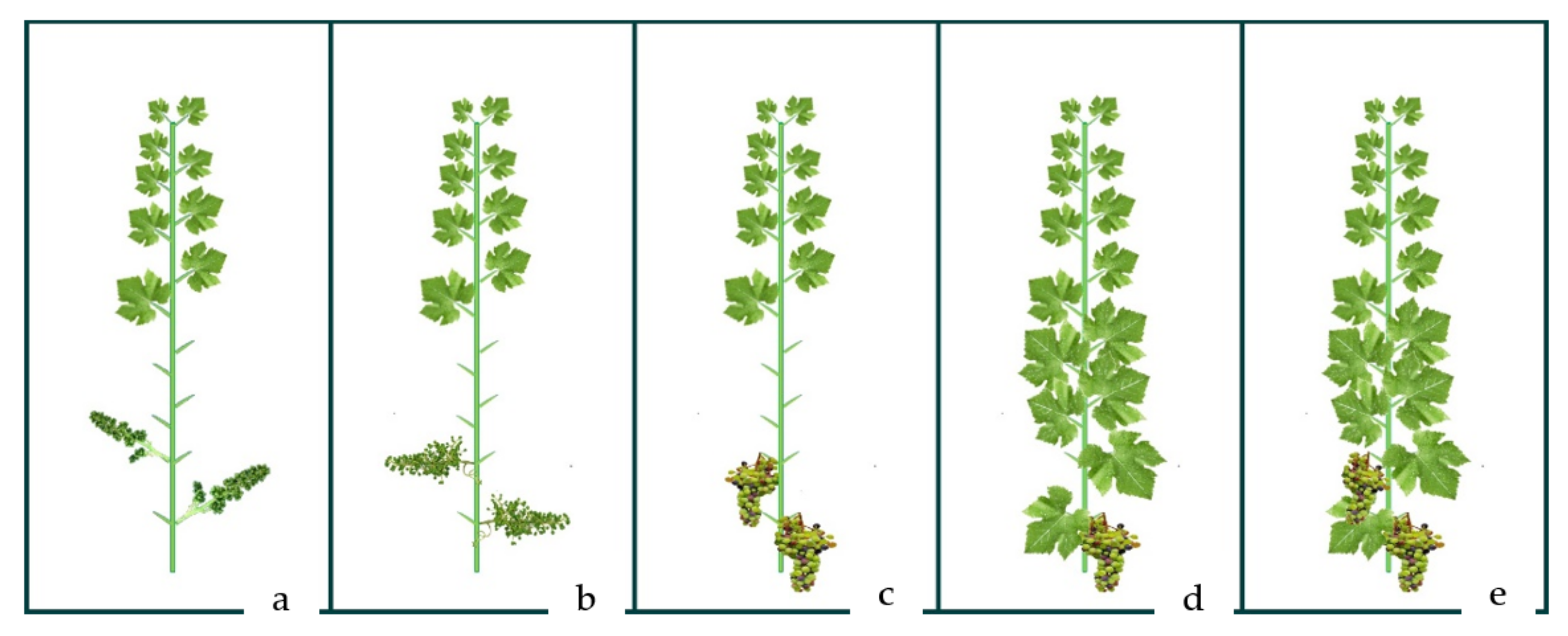 Plants 10 00551 g002