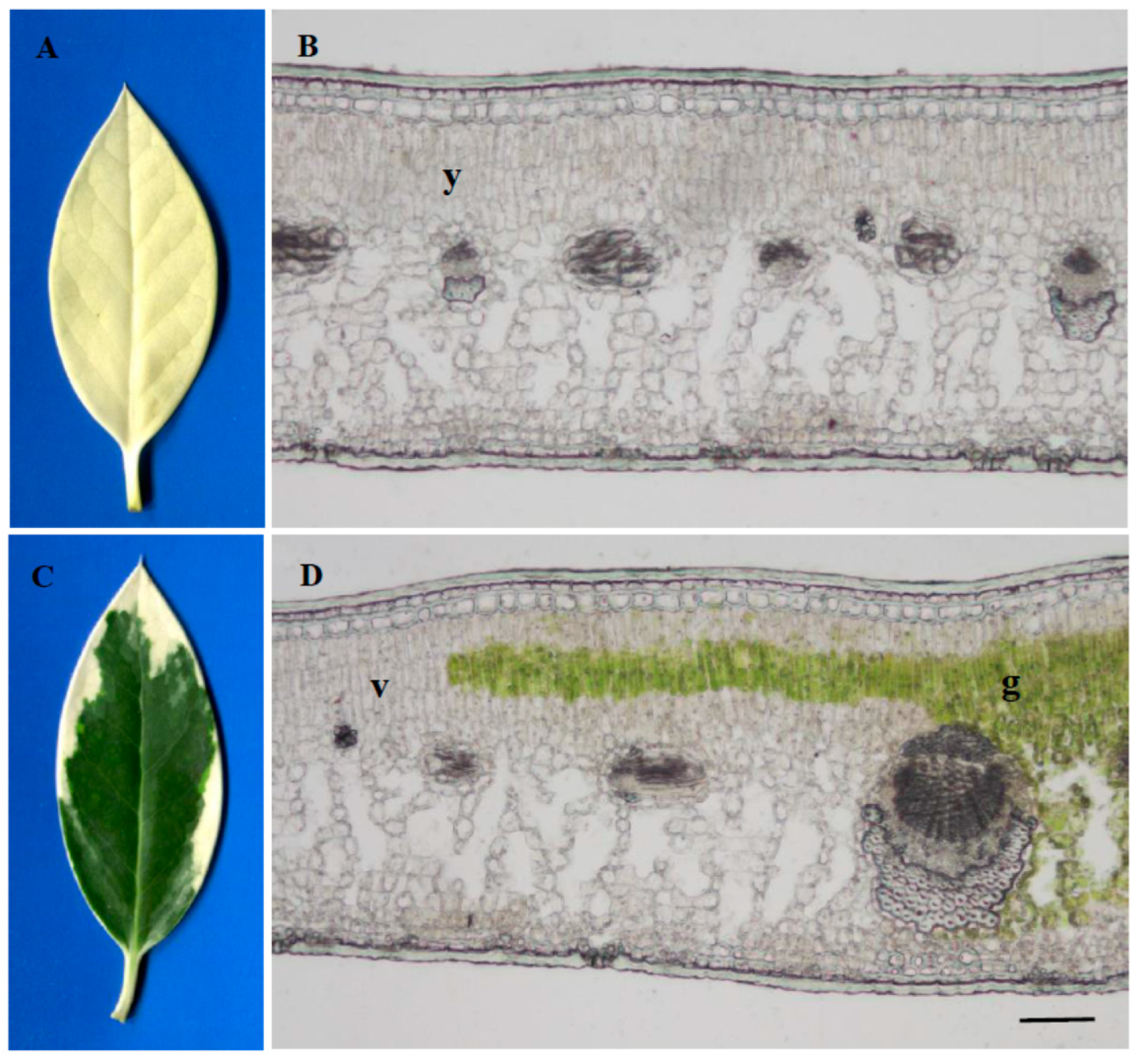 Plants 10 00552 g001 Plants 10 00552 g001