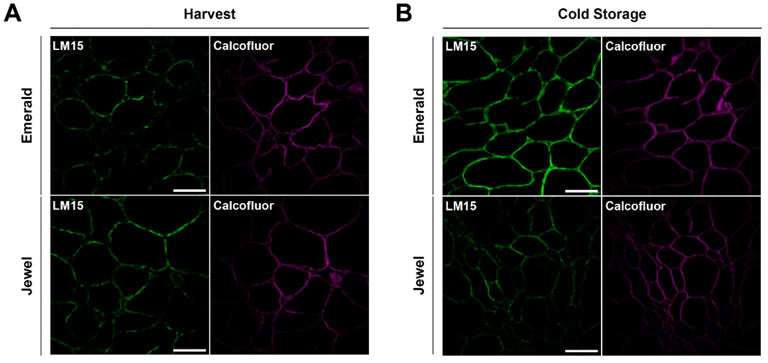 Plants 10 00553 g003