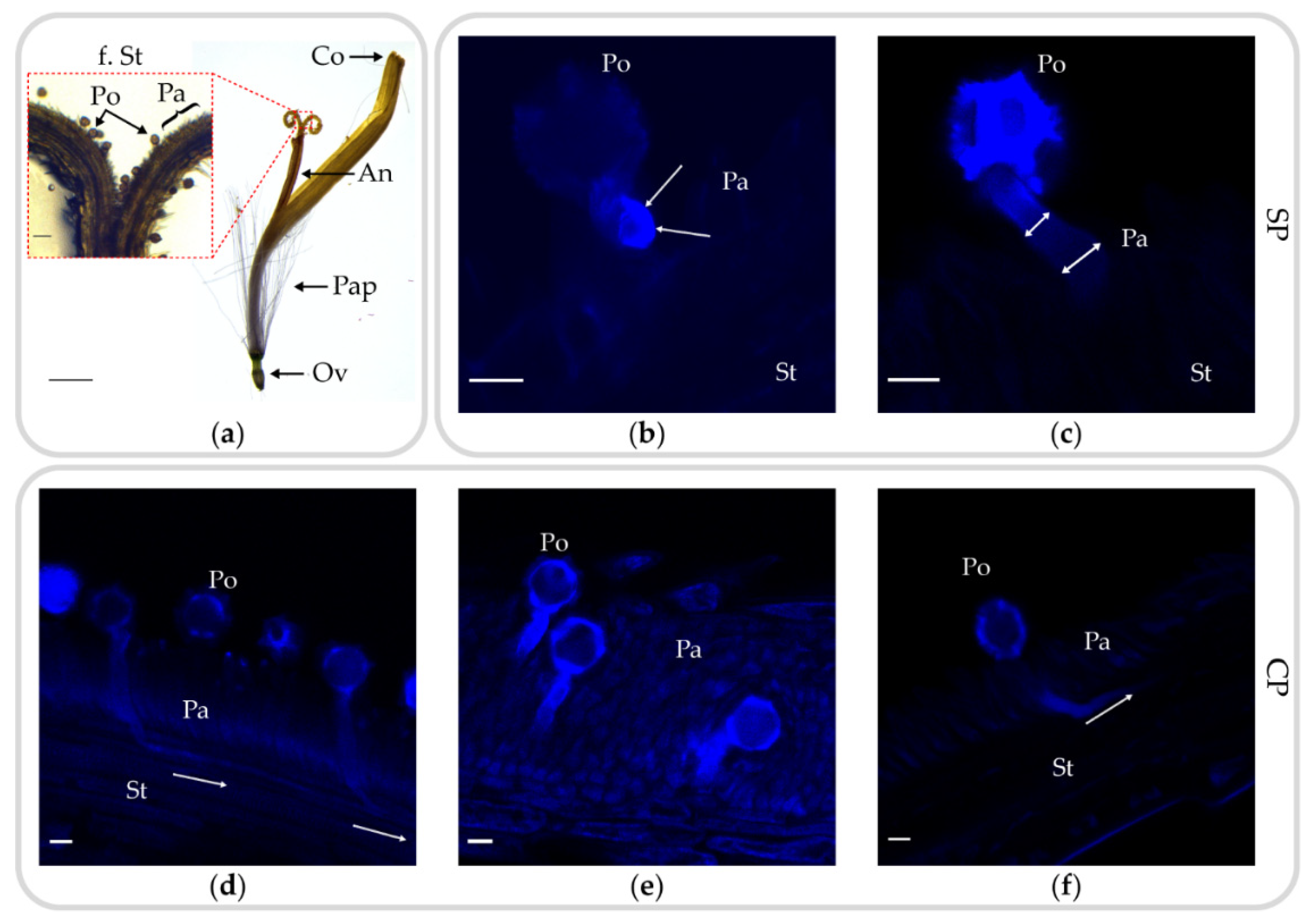 Plants 10 00555 g002 Plants 10 00555 g002