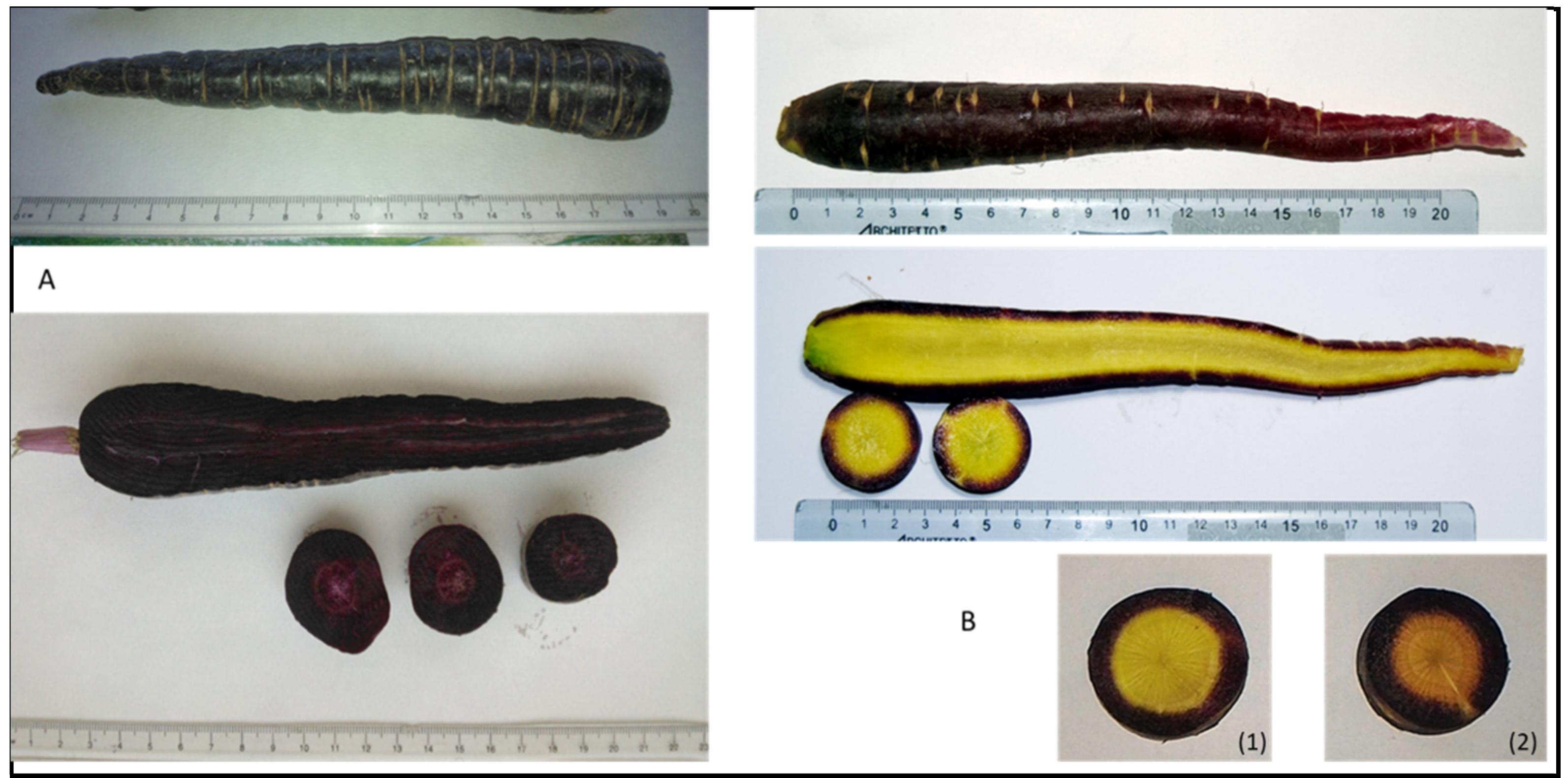 Plants 10 00564 g002